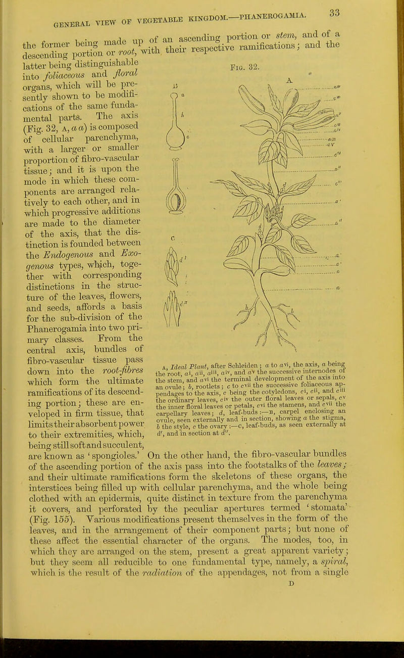 -PHANEEOGAM.IA. Fio. 32. 1 on ntippndiuf^ portiou or stem, and of a latter being distingnishable into foliaceous and Jloral organs, which will be pre- sently sho^vn to be modifi- cations of the same funda- mental parts. The axis (Fig. 32, A, a a) is composed of cellular parenchyma, with a larger or smaller proportion of fibro-vascular tissue; and it is upon the mode in which these com- ponents are arranged rela- tively to each other, ajid in which progressive additions are made to the diameter of the axis, that the dis- tinction is founded between the Endogenous and Exo- genous types, wHch, toge- ther with corresponding distinctions in the struc- ture of the leaves, flowers, and seeds, afibrds a basis for the sub-division of the Phanerogamia into two pri- mary classes. From the central axis, bundles of fibro-vascular tissue pass down into the root-fibres which form the ultimate ramifications of its descend- ing portion; these are en- veloped in firm tissue, that limits their absorbent power to their extremities, which, beiag still soft and succulent, are known as ' spongioles.' On the other hand, the fibro-vascular bundles of the ascending portion of the axis pass into the footstalks of the leaves; and their ultimate ramifications form the skeletons of these organs, the interstices being filled up with cellular parenchyma, and the whole being clothed with an epidermis, quite distinct in texture from the parenchyma it covers, and perforated by the peculiar apertures termed 'stomata' (Fig. 155). Various modifications present themselves in the form of the leaves, and in the arrangement of their component parts; but none of these afiect the essential character of the organs. The modes, too, in which they are arranged on the stem, present a great apparent variety; but they seem all reducible to one fundamental ty|)e, namely, a sjnral, which is the result of the radiation of the appendages, not fi-om a single D A, Ideal Plcmt, after ScUeiden; a to avi, the axia, a being the root, ai, aii, aiii, oiv, and av the successive mtemodes ot the stem, and o,>i the terminal development of the axis into an ovule: b, rootlets ; c to cvii the successive fohaceous ap- pendages to the axis, c being the cotyledons, ei, en, and d the ordinary leaves, civ the outer floral leaves or 8epa,ls, cv the inner floral leaves or petals, evi the stamens, and cvii the carpellary leaves; d, leaf-buds :—B, carpel enclosing an ovule, seen externally and in section, showmg a the stigma, 6 the style, e the ovary:—c, leaf-buds, as seen externally at d', and in section at d.