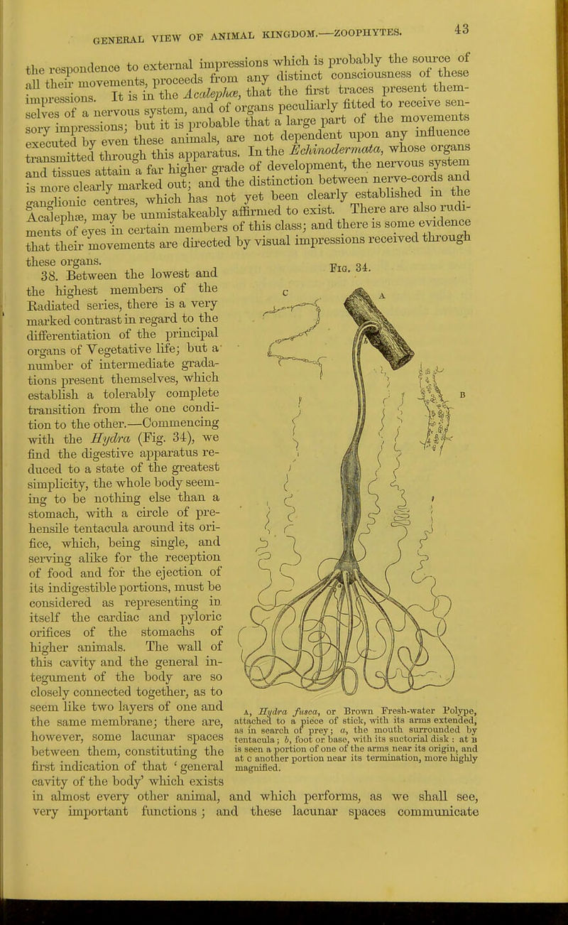 -ZOOPHYTES. the responclence to external impressions wlucli is probably the source of !n tS moyements, proceeds from any distinct consciousness of these ilTesir It is i^n the Accdeplu^, that the first traces present them- sXrS X nervous system, and of organs pecuHarly fitted to receive sen- orv mpiiSnTb^^^ is probable that a large part of the movements SecutTbTeven these animals, are not dependent upon any influence t JmsiStted thiwgh this apparatus. In the Eclvinodermata, whose organs tiansmittea tmou fi development, the nervous system oTand the distinctioUetween nerve-cords and Jgl out centres, which has not yet been ^^^^^ ^t^^^''^ .:^^^^ Acaleph*, may be unmistakeably affirmed to exist. There are also radi- ants of eyes in certain members of this class; and there is some evidence E their movements a^e dii'ected by visual impressions received through these organs. , 38. Between the lowest and the highest members of the Kadiated series, there is a very marked contrast in regard to the difierentiation of the principal organs of Vegetative life; but a' number of intermediate grada- tions present themselves, which establish a tolerably complete transition from the one condi- tion to the other.—Commencing with the Hydra (Fig. 34), we find the digestive apparatus re- duced to a state of the greatest simplicity, the whole body seem- ing to be notliing else than a stomach, with a circle of pre- hensile tentacula around its ori- fice, which, being single, and sei-ving alike for the reception of food and for the ejection of its indigestible portions, must be considered as representing in itself the cardiac and pyloric orifices of the stomachs of higher animals. The wall of this cavity and the general in- tegument of the body are so closely connected together, as to seem like two layers of one and _g-^„ „^ b^^^ Fresh-water Polype. the same membrane: there are, attached to a piece of stick, witli its arms extended, 1 as in search of prey; a, the mouth surrounded by , 1 ' as in search of prey; a, tue moum surrounaea oy however, some lacunar spaces tentacula; J, foot or base, with its suctorial disk : at b between them, constituting the is seen a portion of one of the arms near its origin, and . • p ^ , , at 0 another portion near its termination, more highly first mdication oi that ' general magnified, cavity of the body' which exists in almost every other animal, and which performs, as we shall see, very important functions; and these lacunar spaces communicate