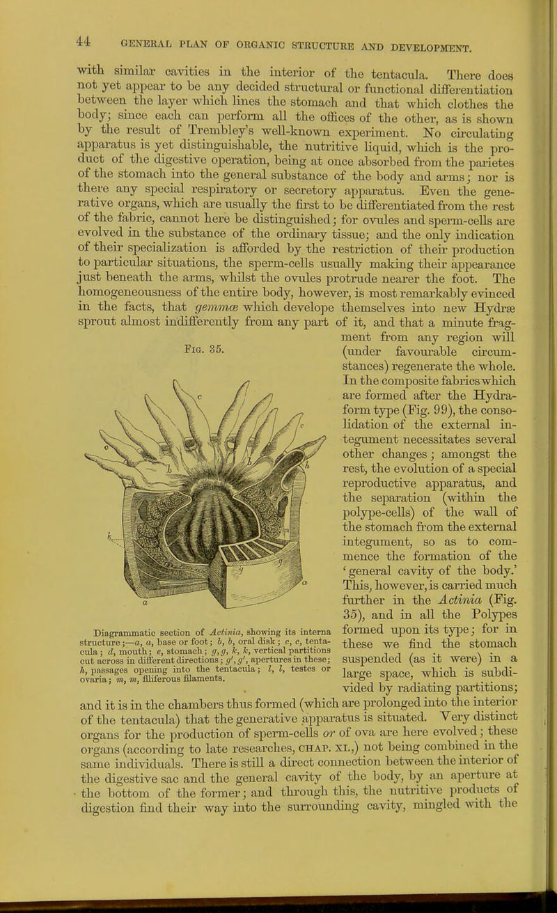 Fig. 35. with simiLor cavities in the interior of the tentacula. There does not yet appear to be any decided structural or functional differeutiation between the layer which lines the stomach and that which clothes the body; since each can perform all the offices of the other, as is shown by the result of Trembley's well-known experiment. No circulating apparatus is yet distinguishable, the nutritive liquid, wliich is the pro- duct of the digestive operation, being at once absorbed from the parietes of the stomach into the general substance of the body and arms; nor is there any special respiratory or secretory apparatus. Even the gene- rative organs, which are usually the first to be difierentiated from the rest of the fabric, cannot here be distinguished; for ovules and sperm-cells are evolved in the substance of the ordinary tissue; and the only indication of their specialization is afforded by the restriction of their production to particular situations, the sperm-cells tisually making their appearance just beneath the arms, whilst the ovules protrude nearer the foot. The liomogeneousness of the entire body, however, is most remarkably evinced in the facts, that gemmce which develope themselves into new Hydrse sprout almost indifferently from any part of it, and that a miaute frag- ment from any region will (xmder favourable circum- stances) x'egenerate the whole. In the composite fabrics which are formed after the Hydra- form type (Fig. 99), the conso- lidation of the external in- tegument necessitates several other changes; amongst the rest, the evolution of a special reproductive apparatiis, and the separation (within the polype-cells) of the wall of the stomach from the external integument, so as to com- mence the formation of the 'general cavity of the body.' This, however, is carried much further in the Actinia (Fig. 35), and in all the Polypes formed upon its type; for in these we find the stomach suspended (as it were) in a large space, which is subdi- vided by radiating partitions; and it is in the chambers thus formed (which are prolonged into the interior of the tentacula) that the generative apparatus is situated. Very distinct organs for the production of sperm-cells or of ova are here evolved; these organs (according to late researches, chap, xi.,) not being combined in the same individuals. There is still a direct connection between the interior of the digestive sac and the general cavity of the body, by an aperture at the bottom of the former; and thi'ough this, the nutritive products of digestion find their way into the suiTOunding cavity, minded mth the Diagranrmatic section of Actinia, showing its interna structure;—a, a, base or foot; h, b, oral disk ; e, c, tenta- cula ; cl, mouth; e, stomach; g,g, k, k, vertical partitions cut across in different directions; g', g', apertures in these; Ji, passages opening into the tentacula; I, I, testes or ovaria: on, m, flliferous filaments. mingled with.