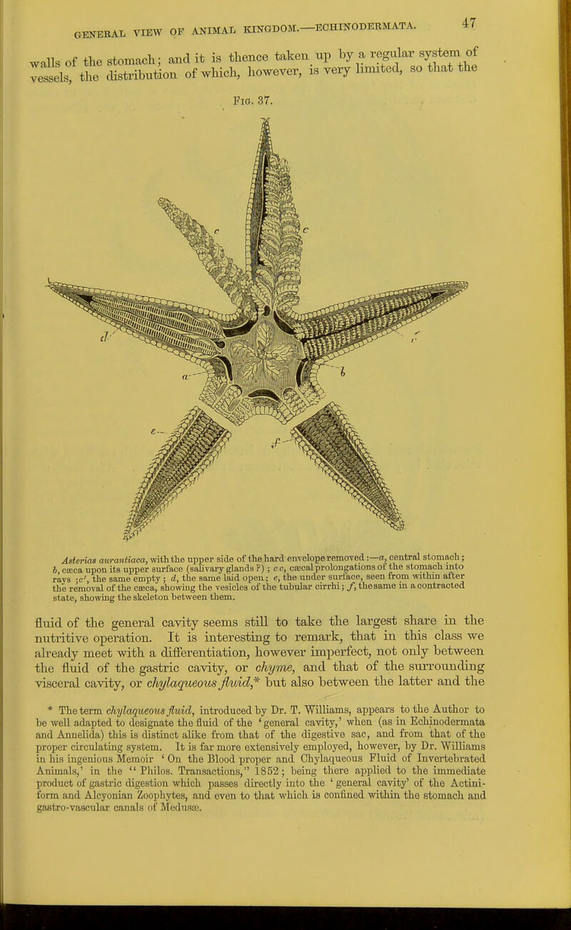 walls of the stomacli; and it is tlience taken up by a regular system vessels; the distribution of which, however, is very hmited, so that the Fig. 37. Asferias amamtiaca, with the upper side of the hard envelope removed -.—a, central stomach; b cceca upon its upper surface (salivaiy glands ?) ; e c, ctecalprolongations of the stomach into rays ;e', the same empty; d, the same laid open; e, the under ami'ace, seen from withm after the removal of the caeca, ahowiug the vesicles of the tubular cirrhi; /, the same in a contracted state, showing the skeleton between them. fluid of the general cavity seems still to take the largest share in the nutritive operation. It is interesting to remark, that in this class we already meet Avith a differentiation, however imperfect, not only between the fluid of the gastric cavity, or chyme, and that of the surrounding visceral cavity, or chylaqueous jhdd^* but also between the latter and the * The term chylaqueous fluid, introduced by Dr. T. Willianis, appears to tlie Author to be well adapted to designate the fluid of the 'general cavity,' when (as in Echiuodermata and Annelida) this is distinct alike from that of the digestive sac, and from that of the proper circulating system. It is far more extensively employed, however, by Dr. Williams in his ingenious Memoir ' On the Blood proper and Chylaqueous Fluid of Invertebrated Animals,' in the  Philos. Transactions, 1852; being there applied to the immediate product of gastric digestion which passes directly into the ' general cavity' of the Actini- form and Alcyonian Zoophytes, and even to that which is confined within the stomach and gastro-vascular canals of Meduste.