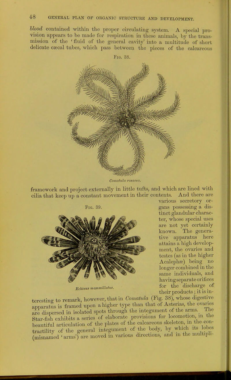 hlood contained witliin the proper circulating system. A special pro- vision appears to be made for respiration in these animals, by the trans- mission of the ' fluid of the general cavity' into a multitude of shoi-t delicate caecal tubes, which pass between, the pieces of the calcareous Fio. 38. Comattila rosacea. framework and project externally in little tufts, and which are lined with cilia that keep up a constant movement in their contents. And there are various secretory or- Fia. 39. gans possessing a dis- tinct glandular charac- ter, whose special uses are not yet certainly known. The genera- tive apparatus here attains a high develop- ment, the ovaries and testes (as in the higher Acalephse) being no longer combined in the same individuals, and having separate orifices for the discharge of their products; it is in- teresting to remark, however, that in Gomatula (Fig. 38), whose digestive apparatus is framed upon a higher type than that of Asterias, the ovaries are dispersed in isolated spots through the integument of the ai-ms.^ The Star-fish exHbits a series of elaborate provisions for locomotion m tlie beautiful articidation of the plates of the calcareous skeleton, m the con- tractility of the general integument of the body, by which its lobes (misnanied 'arms') are moved in various dii^ections, and m the multipli- Bchinus mammillatus.
