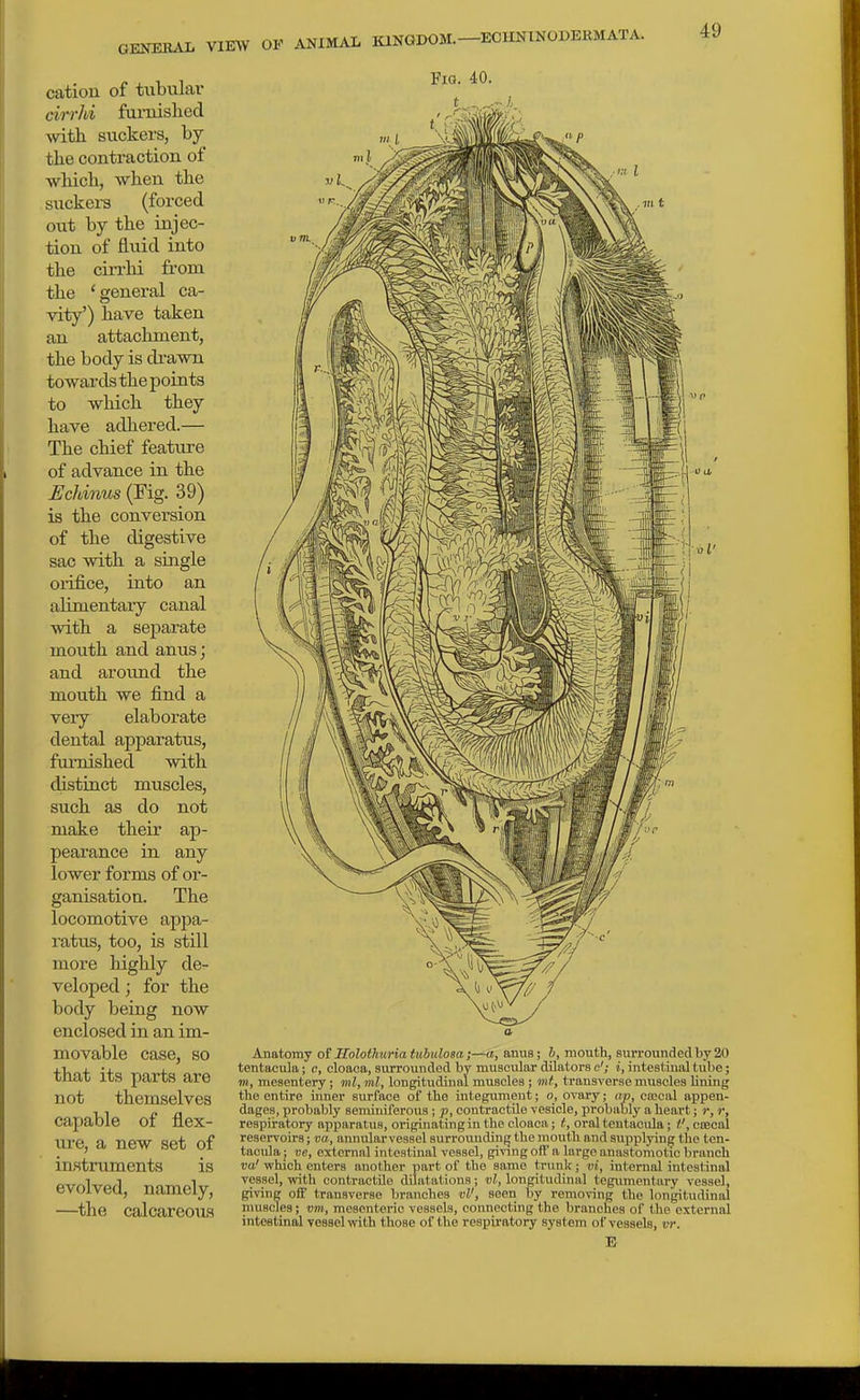 GENERAL cation of tubular drrJd furnished ■with suckers, by the contraction of which, when the suckers (forced out by the injec- tion of fluid into the cin-hi from the 'general ca- vity') have taken an attacliment, the body is di'awn towards the points to which they have adhered.— The chief feature of advance in the Ecldnus (Fig. 39) is the conversion of the digestive sac with a single oiifice, into an alimentary canal with a separate mouth and anus; and around the mouth we find a very elaborate dental apparatus, fm'nished with distinct muscles, such as do not make their ap- pearance in any lower forms of or- ganisation. The locomotive appa- ratus, too, is still more highly de- veloped ; for the body being now enclosed in an im- movable case, so that its parts are not themselves capable of flex- ure, a new set of instruments is evolved, namely, —^the calcareous Fio. 40. Anatomy ot Holothuriatuhulosa;—a, anus; b, mouth, surrounded by 20 tentacula; c, cloaca, siu-rounded by muscular dilators e'; i, intestinal tube; m, mesentery ; ml, ml, longitudinal muscles ; mt, transverse muscles lining the entire inner surface of the integument; o, ovary; ap, ocecal appen- dages, probably seminiferous j p, contractile vesicle, probably a heart; r, r, respiratory apparatus, originating in the cloaca; t, oral tentaciUa; t', CKcal reservoirs; va, annular vessel surroundinfj the mouth and supplying the ten- tacula ; ve, external intestinal vessel, giving off a large anastomotic branch va' which enters another part of the same trunk; vi, internal intestinal vessel, with contractOe dilatations; vl, longitudinal tegumentary vessel, giving off transverse branches vl', seen by removing the longitudinal muscles; vm, mesenteric vessels, connecting the branches of the external intestinal vessel with those of the respiratory system of vessels, w. E