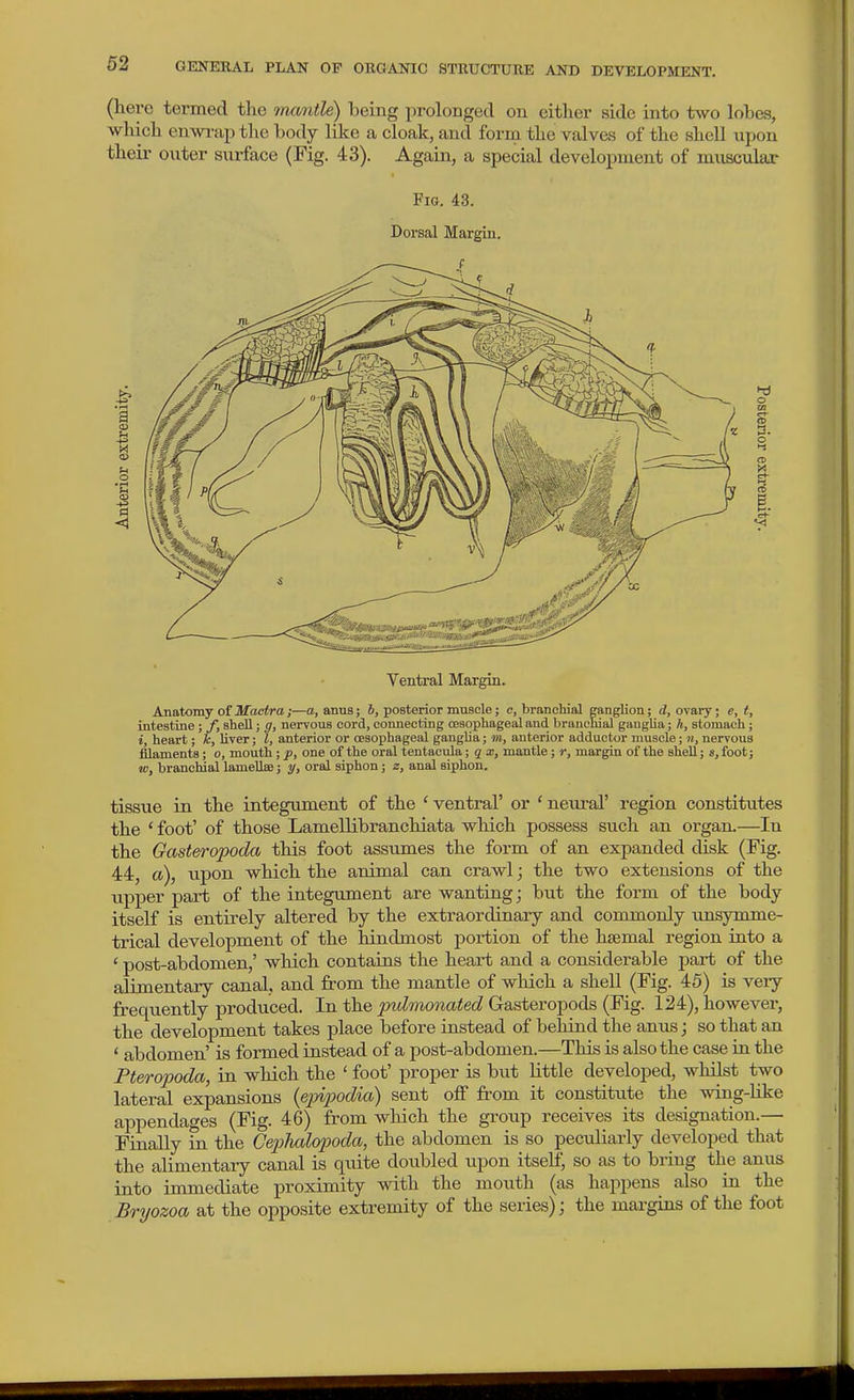 (here termed the tncmtle) being prolonged on either side into two lobes, which enwi-ap tlie body like a cloak, and form the valves of the shell upon theii- outer surface (Fig. 43). Again, a special development of muscular Fis, 43. Dorsal Margin. Ventral Margin. AmAomj oi Mactra;—o, anus; h, posterior muscle; e, branchial ganglion; d, ovary; e, t, intestine ; f, shell; g, nervous cord, connecting oesophageal and branenial ganglia; h, stomach; i, heart; k, liver; I, anterior or oesophageal gangha; m, anterior adductor muscle; n, nervous filaments; o, mouth ; p, one of the oral tentacula; q x, mantle; r, margin of the shell; a, foot; w, branchial lamellffi; y, oral siphon; z, anal siphon. tissue in the integument of the ' ventral' or ' neural' region constitutes the ' foot' of those Lamellibranchiata which possess such an organ.—In the Gasteropoda this foot assumes the form of an expanded disk (Fig. 44, a), upon which the animal can crawl; the two extensions of the upper part of the integument are wanting; but the form of the body itself is entirely altered by the extraordinary and commonly vmsymme- trical development of the hindmost portion of the hjemal region into a ' post-abdomen,' which contains the heart and a considerable pai-t of the alimentary canal, and from the mantle of which a shell (Fig. 45) is veiy frequently produced. In the pulmonated Gasteropods (Fig. 124), however, the development takes place before instead of behind the anus; so that an ' abdomen' is formed instead of a post-abdomen.—This is also the case in the Pteropoda, in which the ' foot' proper is but little developed, whilst two lateral expansions {ejnjyodia) sent off from it constitute the wing-like appendages (Fig. 46) from which the group receives its designation.— Finally m the Ceiyludopoda, the abdomen is so peculiarly developed that the alimentary canal is quite doubled upon itself, so as to bring the anus into immediate proximity with the mouth (as happens also in the Bryozoa at the opposite extremity of the series); the margins of the foot