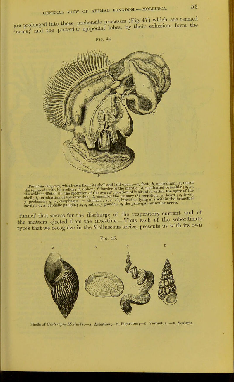 „ prolougea into tKose P—fSX^^^it' 'ai-ms;' and tlio posterior epipodiai iooes, uy Fig. 44. I proboscis ■ g, q< oesophagus; r, stomach; s, s', s, mtestme, lying at t within the brancmm ?a^[y • cep^aUc gangbl; 'p, v, salivary glands ; x, the principal muscular nerve. fanner that serves for the discharge of the respiratory current and of the matters ejected from the intestine.—Thus each of the subordinate types that we recognize in theMoUuscous series, presents us with its own Fig. 45. Sheila of Qasteropod, Molluaks-.—n., Achatina;—n, Sigaretus;—c. Vermetiis;—b, Sctaaria.