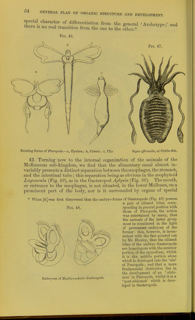£i.^n''''w ^-om the general 'Archetype;' and tJieie IS no real transition from the one to the other.* Fio. 47. Existing forms of Pferopode.—A, Hyalaea; b, Criseis ; o, Clio Sepia officinalis, or Cuttle-fish. 42. Turning now to the internal organization of the animals of the Molluscous sub-kingdom, we find that the alimentary canal almost in- variably presents a distinct separation between the oesophagus, the stomach, and the intestinal tube; this separation being as obvious in the zoophytoid Laguncula (Fig. 49), as in the Gasteropod Aplysia (Fig. 50). The mouth, or entrance to the oesophagus, is not situated, in the lower MoUusca, on a prominent part of the body, nor is it surrounded by organs of special * Wlien [it] was first discovered that the embryo-forms of Gasteropods (Fig. 48) possess a pair of ciliated lobes corre- FiG. 48. spending in general position with those of Pteropods, the notion was entertained by many, that the animals of the latter group must be considered in the light of permanent embryoes of the former: this, however, is incon- sistent with the fact pointed out by Mr. Huxley, that the ciliated lobes of the embryo Gasteropoda are homologous with the anterior portion of the epipodium, whilst it is the middle portion alone which is developed into the 'ate' of Pteropods ; and that a more fundamental distinction lies in the development of an ' abdo- men' in Pteropods, whilst it is a 'post-abdomen' which is deve- loped in Gasteropods. Embryoes of Nadilranchiate Gasteropods