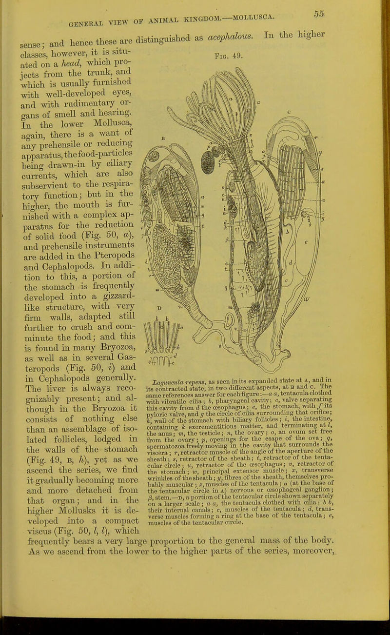 and hence these are distingvushed as acephalous. In the 55 higher sense, - . classes, however, it is situ- ated on a head, which pro- jects from the trunk, and wliich is usually tonished with well-developed eyes, and >vith rudimentary or- gans of smell and hearing. In the lower Mollnsca, again, there is a want of any prehensile or reducing apparatus, the food-particles being drawn-in by ciliary currents, which are also subservient to the resj)ira- tory function; but in the higher, the mouth is fur- • nished with a complex ap- paratus for the reduction of soUd food (Fig. 50, a), and prehensile instruments are added in the Pteropods and Cephalopods. In addi- tion to this, a portion of the stomach is frequ.ently developed into a gizzard- Hke structiu-e, with very firm walls, adapted still further to crush and com- minute the food; and this is found in many Bryozoa, as well as in several Gas- teropods (Fig. 50, i) and in Cephalopods generally. The liver is always reco- gnizably present; and al- though in the Bryozoa it consists of nothing else than an assemblage of iso- lated follicles, lodged in the walls of the stomach (Fig. 49, B, li), yet as we ascend the series, we find it gradually becoming more and more detached from that organ; and in the Fia. 49. higher MoUusks it is de- Zagmcula repeng, as seen in its expanded state at a, and in its contracted state, in two different aspects, at B and c. The same references answer for eachfigureo a, tentacula clothed with vibratile ciUa; i, pharyngeal cavity; c, valve seiparating this cavity from d the oesophagus; e, the stomach, with / its pyloric valve, and g the circle of cilia surroimding that orihce; h, wall of the stomach with biliary follicles ; i, the intestine, containing k excrementitious matter, and terminatmg at I, the anus; m, the testicle; re, the ovary; o, an ovum set tree from the ovary; p, openings for the eaape of the ova; q, spermatozoa freely moving m the cavity that surrounds the viscera; r, retractor muscle of the angle of the aperture ot the sheath; s, retractor of the sheath; t, retractor of the tenta- cular circle; tc, retractor of the ceaophagus; v, retractor of the stomach; w, principal extensor muscle; x, transverse wrinMes of the sheath; y, fibres of the sheath, themselves pro- bably muscular ; z, muscles of the tentacula; a (at the base of the tentacular cu-cle in a) nervous or oesophageal ganghon; /3, stem.—D, a portion of the tentacular cfrcle shown separately on a larger scale ; a a, the tentacula clothed with cilia: b h, their internal canals; c, muscles of the tentacula; d, trans- verse muscles forming a ring at the base of the tentacula; e, muscles of the teutacidar circle. veloped into a compact viscus (Fig. 50, 1,1), which frequently bears a very large proportion to the general mass of the body. As we ascend from the lower to the higher parts of the series, moreover,