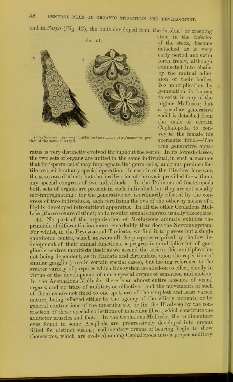 Sotryllus violaceus :—A, cluster on the surface of aFucus tion of the same enlarged. -B, por- and in Salpa (Pig. 42), the buds developed from the 'stolon' or creeping stem in the interior of the stock, become detached at a very- early period, and swim forth freely, although connected into chains by the mutual adhe- sion of their bodies. No multiplication by gemmation is known to exist in any of the higher Mollusca; but a peculiar generative zooid is detached from the male of certain Cephalopods, to con- vey to the female his spermatic fluid.—The true generative appa- ratus is very distinctly evolved throughout the series. In its lowest classes, the two sets of organs are united in the same individual, in such a manner that its 'sperm-cells' may impregnate its' germ-cells,' and thus produce fer- tile ova, without any special operation. In certain of the Bivalves, however, the sexes are distinct; but the fertilization of the ova is provided-for without any special congress of two individuals. In the Pulmonated Gastei'opods both sets of organs are present in each individual, but they are not usually self-impregnating; for the generative act is ordinaiily effected by the con- gress of two individuals, each fertilizing the ova of the other by means of a highly-developed intromittent apparatus. In all the other Cephalous Mol- lusca, the sexes are distinct; and a regular sexual congress usually takes place. 44. No part of the organization of Molluscous animals exhibits the principle of differentiation more remarkably, than does the I^ervous system. For whilst, in the Bryozoa and Tunicata, we find it to possess but a single ganglionic centre, which answers all the purposes required by the low de- velopment of their animal functions, a progressive multiplication of gan- glionic centres manifests itself as we ascend the series; this multiplication not being dependent, as in Kadiata and Articulata, upon the rej)etition of similar ganglia (save in certain special cases), but having reference to the greater variety of purposes which this system is called-on to effect, chiefly in virtue of the development of more special organs of sensation and motion. In the Acephalous MoUusks, there is an almost entire absence of visual organs, and no trace of auditory or olfactive; and the movements of such of them as are not fixed to one spot, are of the simplest and least varied nature, being effected either by the agency of the ciliary currents, or by general contractions of the muscular sac, or (in the Bivalves) by the con- traction of those special collections of muscular fibres, which constitute the adductor muscles and foot. In the Cephalous Mollusks, the radimentaiy eyes found in some Acephala are progressively developed into organs fitted for distinct vision; nidimentary organs of hearing begin to show themselves, which are evolved among Cephalopods into a proper auditory