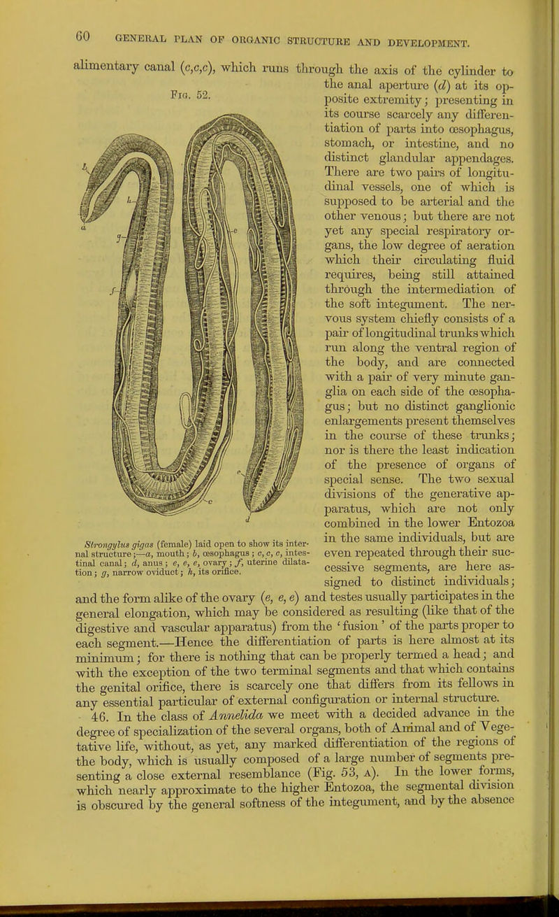 alimentary canal (c,c,c), which runs through the axis of the cylinder to the anal aperture {d) at its op- posite extremity; presentiag in its course scarcely any differen- tiation of parts into cjsophagus, stomach, or intestine, and no distinct glandular appendages. There are two pairs of longitu- dinal vessels, one of which is supposed to be arterial and the other venous; but there are not yet any special respiratory or- gans, the low degree of aeration which their cii'culating fluid requires, being still attained through the intermediation of the soft integument. The ner- vous system chiefly consists of a pail- of longitudinal trunks which run along the ventral region of the body, and are connected with a pair of very minute gan- glia on each side of the oesopha- gus; but no distinct ganglionic enlargements present themselves in the course of these trunks; nor is there the least indication of the presence of organs of special sense. The two sexual divisions of the generative ap- paratus, which are not only combined in the lower Entozoa in the same individuals, but are even repeated through their suc- cessive segments, are here as- signed to distinct individuals; and the form alike of the ovary (e, e, e) and testes usually participates in the general elongation, which may be considered as resulting (like that of the digestive and vascular apparatus) from the 'fusion' of the parts proper to each segment.—Hence the dijQferentiation of pai-ts is here almost at its minimum; for there is notliing that can be properly termed a head; and with the exception of the two terminal segments and that which contains the genital orifice, there is scarcely one that differs from its feUows in any essential particular of external configuration or internal structure. 46. In the class of Annelida we meet with a decided advance in the degree of specialization of the several organs, both of Animal and of Vege- tative life, without, as yet, any marked differentiation of the regions of the body, which is usually composed of a large number of segments pre- senting a close external resemblance (Fig. 53, a). In the lower forms, which nearly approximate to the higher Entozoa, the segmental division is obscured by the general softness of the integument, and by the absence Slrongyhis gigas (female) laid open to show its inter- nal structure;—a, mouth; h, oesophagus ; e, e, c, intes- tinal canal; d, anus ; e, e, e, ovary; /, uterine dilata- tion ; g, narrow oviduct; ft, its oniiee.