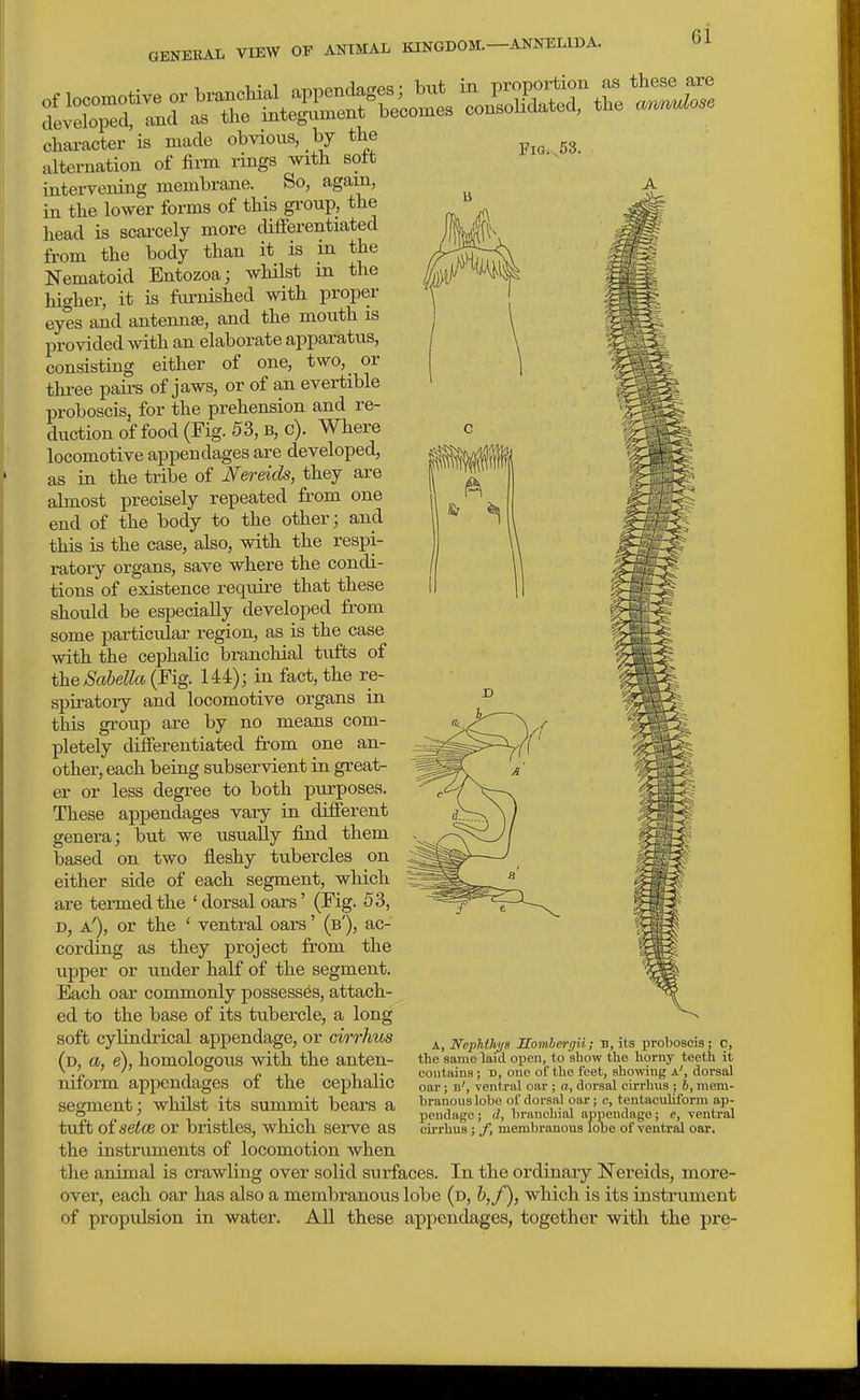 GENERAL VIEW OF ANIMAL KINODOIL ANNELIDA. character is made obvious, by the alternation of firm rings with soft intervening membrane. So, agam, A in the lower forms of this gi'oup, the head is scarcely more differentiated from the body than it is in the Nematoid Entozoa; whilst in the higher, it is furnished with proper eyes and antennae, and the mouth is provided with an elaborate apparatus, consisting either of one, two, or three pairs of jaws, or of an avertible proboscis, for the prehension and re- duction of food (Fig. 53, B, c). Where locomotive appendages are developed, as in the tribe of Nereids, they are almost precisely repeated from one end of the body to the others and this is the case, also, with the respi- ratory organs, save where the condi- tions of existence require that these should be especially developed from some particular region, as is the case with the cephalic branchial tufts of theScMla (Fig. 144); in fact, the re- spiratoiy and locomotive organs in this group are by no means com- pletely differentiated from one an- other, each being subservient in great- er or less degree to both purposes. These appendages vary in different genera; but we usually find them based on two fleshy tubercles on either side of each segment, which are termed the 'dorsal oars' (Fig. 53, D, a!), or the ' ventral oars' (b'), ac- cording as they project from the upper or under half of the segment. Each oar commonly possesses, attach- ed to the base of its tubercle, a long soft cylindrical appendage, or ci/rrhus (d, a, e), homologous with the anten- niform appendages of the cephalic segment; whilst its summit bears a tuft ofseice or bristles, which serve as the instruments of locomotion when the animal is crawling over solid surfaces. In the ordinary Nereids, more- over, each oar has also a membranous lobe (d, &,/), which is its instrument of propulsion in water. All these appendages, together with the pre- h., Neplithyg Hombergii; b, its proboscis; o, the same laid open, to show the horny teeth it contains ; D, one of the feet, showing a', dorsal oar; b', ventral oar ; a, dorsal cirrhus ; 6, mem- branous lobe of dorsal oar; c, tentaculiibrm ap- pendage ; d, branchial appendage; e, ventral cirrhus j /, membranous lobe of ventral oar.