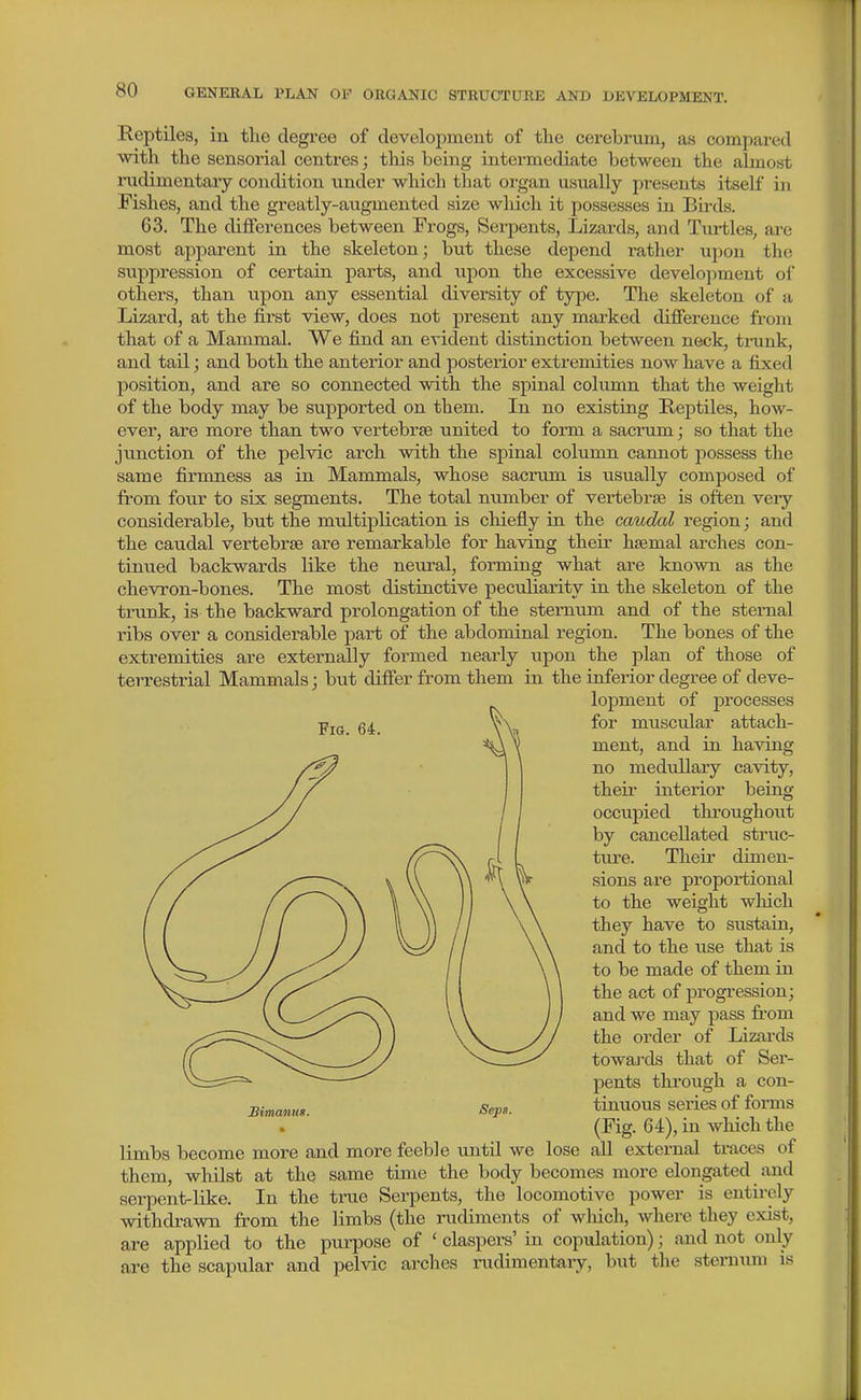 Reptiles, in the degree of development of the cerebrum, as compared with the sensorial centres; this being intermediate between the almost rudimentaiy condition under which that organ usually presents itself in Fishes, and the greatly-augmented size wliich it possesses in Bh-ds. 63. The differences between Frogs, Serpents, Lizards, and Turtles, arc most apparent in the skeleton; but these depend rather upon the suppression of certain parts, and upon the excessive development ol others, than upon any essential divei'sity of type. The skeleton of a Lizard, at the first view, does not present any marked difference from that of a Mammal. We find an evident distinction between neck, trunk, and tail; and both the anterior and posterior extremities now have a fixed position, and are so connected with the spinal column that the weight of the body may be supported on them. In no existing Reptiles, how- ever, are more than two vertebrae united to form a sacrum; so that the junction of the pelvic arch with the spinal column cannot possess the same firmness as in Mammals, whose sacrum is usually composed of from four to six segments. The total number of vertebrae is often veiy considerable, but the multiplication is chiefly in the caudal region; and the caudal vertebrae are remarkable for having their haemal arches con- tinued backwards like the neural, forming what are known as the chevron-bones. The most distinctive peculiarity in the skeleton of the trunk, is the backward prolongation of the sternum and of the sternal ribs over a considerable part of the abdominal region. The bones of the extremities are externally formed nearly upon the plan of those of terrestrial Mammals; but differ from them in the inferior degree of deve- lopment of processes for muscular attach- ment, and in having no mediillary cavity, then- interior being occupied thi'oughout by cancellated struc- ture. Their dimen- sions are proportional to the weight which they have to sustain, and to the use that is to be made of them in the act of progression; and we may pass fi'om the order of Lizai-ds towaj'ds that of Ser- pents through a con- Bimcmm. Seps. tinuous series of forms (Fig. 64), in which the limbs become more and more feeble until we lose all external traces of them, whilst at the same time the body becomes more elongated and serpent-like. In the true Serpents, the locomotive power is entirely withdrawn from the limbs (the rudiments of which, where they exist, are applied to the purpose of ' claspers' in copulation); and not only are the scapular and pelvic arches rudimentaiy, but the sterniim is