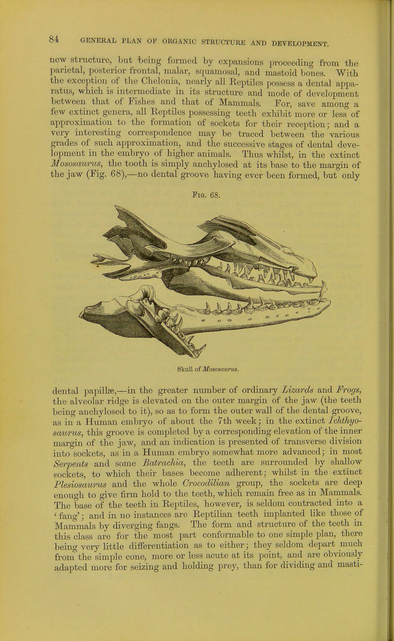 new Structure, but beiug formed by cxpausions proceeding from the parietal, posterior frontal, malar, squamosal, and mastoid bones. With the exception of the Chelonia, nearly all ReptUes possess a dental appa- ratus, which is intermediate in its sti-uctiu-e and mode of development between that of Fishes and that of Mammals. For, save among a few extinct genera, all Reptiles possessing teeth exhibit more or less of approximation to the formation of sockets for theii- reception; and a veiy interesting con-espondence may be traced between the various grades of such approximation, and the successive stages of dental deve- lopment in the embryo of higher animals. Thus whilst, in the extinct Mososaim-us, the tooth is simply anchylosed at its base to the mai'gin of the jaw (Fig. 68),—no dental groove having ever been formed, but only PiQ. 68. Skull of Moaoaav/rus. dental papillse,—in the greater number of ordinaiy Lizards and Frogs, the alveolar ridge is elevated on the outer margin of the jaw (the teeth being auchylosed to it), so as to form the outer wall of the dental groove, as in a Human embryo of about the 7th week; in the extinct Ichtliyo- saurus, this groove is completed by a coiTesponding elevation of the inner margin of the jaw, and an indication is presented of transverse division into sockets, as in a Human embryo somewhat more advanced; in most Serpents and some Batrachia, the teeth are surrounded by shallow sockets, to which theii- bases become adherent; whilst in the extinct Plesiosaii/rus and the whole Crocodilian group, the sockets are deep enoiTCfh to give firm hold to the teeth, which remain free as in Mammals. The base of the teeth in ReptUes, however, is seldom contracted into a ' fang'; and in no instances are Reptilian teeth implanted like those of Mammals by diverging fangs. The foi-m and structure of the teeth in this class are for the most part conformable to one simple plan, thei-e being veiy little differentiation as to either; they seldom depai-t much from the simple cone, more or less acute at its point, and are obviously- adapted more for seizing and holding prey, than for dividing and masti-