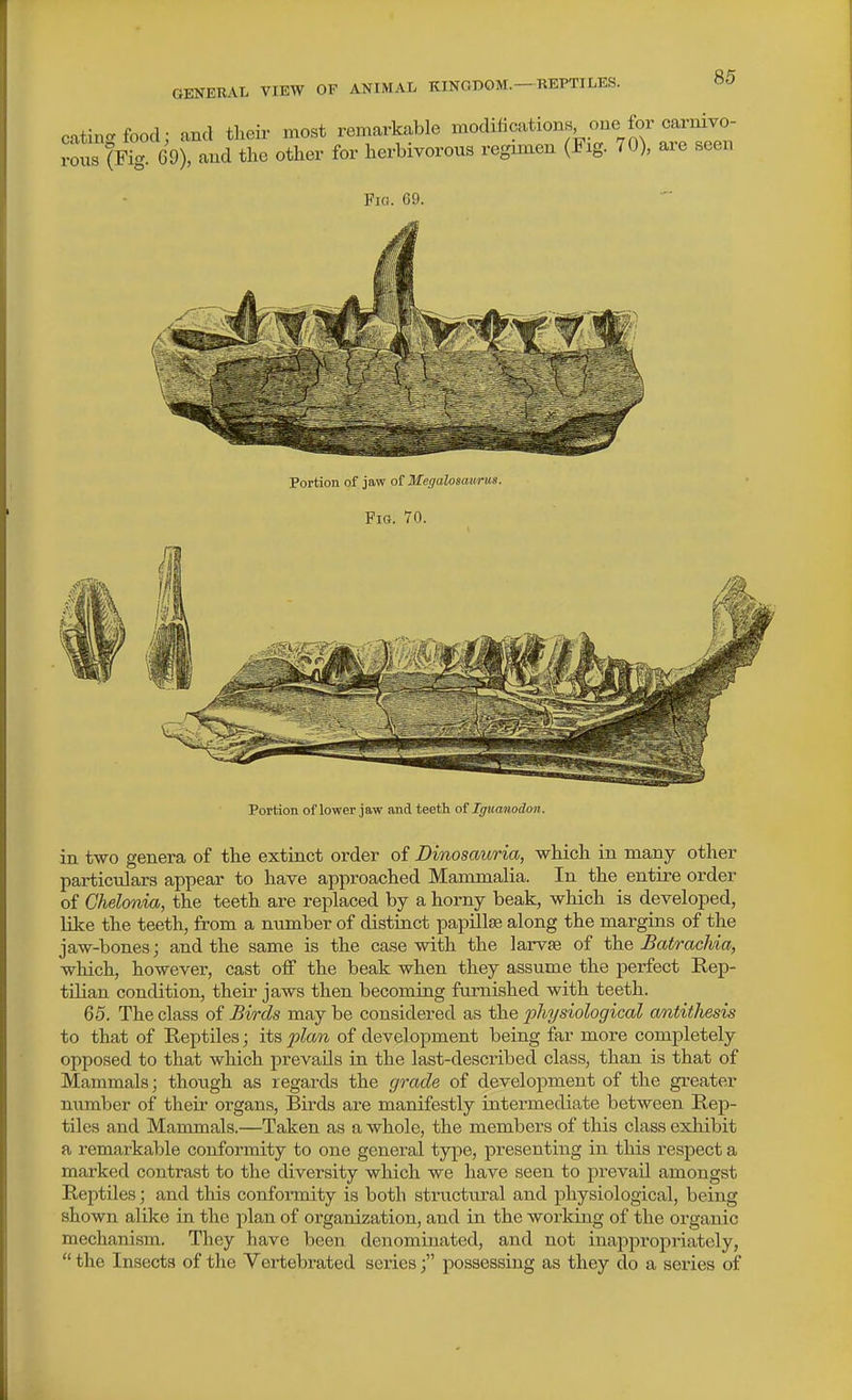 catin-food: and their most remarkable modifications one for carnivo- rouT(FTg G9), and the other for herbivorous regimen (Fxg. 70), are seen Fig. 69. Portion of jaw ot Megalosmirus. Fig. 70. Portion of lower jaw and teeth ot Iguanodon. in two genera of the extinct order of Dinoscmria, which in many other particulars appear to have approached Mammalia. In the entire order of Chelonia, the teeth are replaced by a horny beak, which is developed, lilce the teeth, from a number of distinct papillse along the margins of the jaw-bones; and the same is the case with the larvae of the £atrachia, which, however, cast off the beak when they assume the perfect Rep- tilian condition, their jaws then becoming furnished with teeth. 65. The class of Birds may be considered as the 2yhi/siological antitliesis to that of Reptiles; its of development being far more completely opposed to that which prevails in the last-described class, than is that of Mammals; though as regards the grade of development of the greater number of their organs. Birds are manifestly intermediate between Rep- tiles and Mammals.—Taken as a whole, the members of this class exhibit a remarkable conformity to one general type, presenting in this respect a marked contrast to the diversity which we have seen to prevail amongst Reptiles; and this conformity is both structural and physiological, being shown alike in the jilan of organization, and in the working of the organic mechanism. They have been denominated, and not inappropriately,  the Insects of the Vertebrated series; possessing as they do a series of