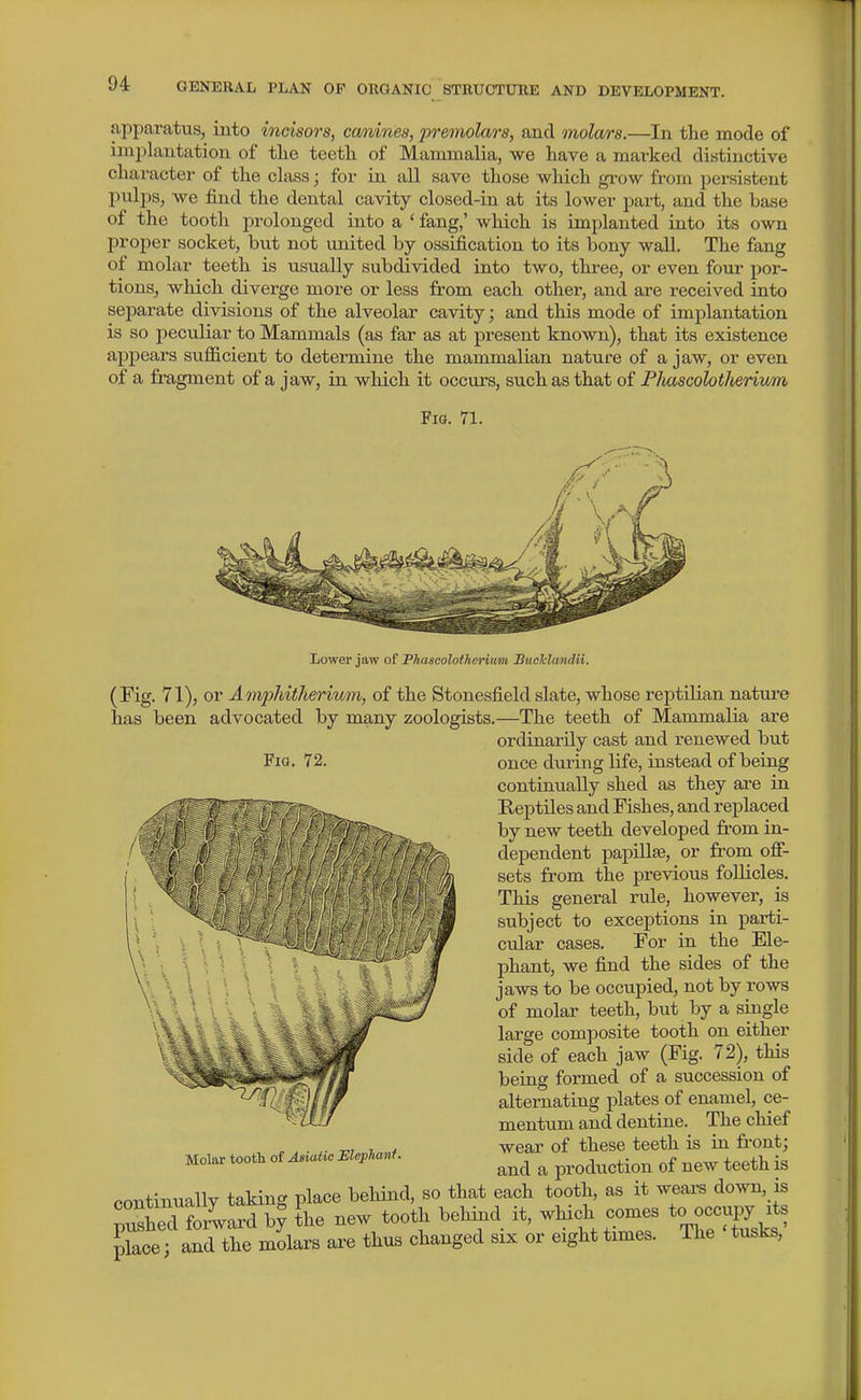 apparatus, into incisors, canines, premolars, and molars.—In the mode of implantation of tlie teeth of Mammalia, we have a marked distinctive character of the class; for in all save those which grow from persistent pulps, we find the dental cavity closed-in at its lower part, and the base of the tooth prolonged iato a ' fang,' which is implanted into its own proper socket, but not united by ossification to its bony wall. The fang of molar teeth is usually subdivided into two, three, or even four por- tions, which diverge more or less from each other, and are received into separate divisions of the alveolar cavity; and this mode of implantation is so peculiar to Mammals (as far as at present known), that its existence appears sufiicient to determine the mammalian nature of a jaw, or even of a fragment of a jaw, in which it occurs, such as that of FJutscolotheriicm Fio. 71. Lower jaw of Fhascolotheritm BucMmdii. (Fig. 71), or Amphitherivm, of the Stonesfield slate, whose reptilian natui-e has been advocated by many zoologists.—The teeth of Mammalia are ordinarily cast and renewed but Fig. 72. once during life, instead of being continually shed as they are in Reptiles and Fishes, and replaced by new teeth developed from in- dependent papillae, or from off- sets from the previous follicles. This general rule, however, is subject to exceptions in parti- cular cases. For in the Ele- phant, we find the sides of the jaws to be occupied, not by rows of molar teeth, but by a single large composite tooth on either side of each jaw (Fig. 72), this being formed of a succession of alternating plates of enamel, ce- mentum and dentine. The chief wear of these teeth is iu front; and a production of new teeth is continually taking place behind, so that each tooth, as it wears down, is ;^heTfo4ard by L new tooth behind it, -Hch corner '^Th^Sk ' place; and the molars are thus changed six or eight times, ihe tusks, Molar tooth of Asiatic Mephant.