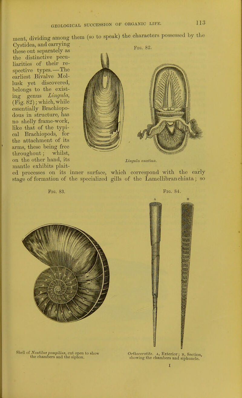Fig. 82. ment, dividing among them (so to speak) the characters possessed by the Cystidea, and carrying these out separately as the distinctive pecu- liai-ities of theii- re- spective types.—The earliest Bivalve Mol- lusk yet discovered, belongs to the exist- ing genus Lingula, (Fig. 82); which, while essentially Brachiopo- dous in structure, has no shelly frame-work, like that of the typi- cal Brachiopods, for the attachment of its arms, these being free throiighout; whilst, on the other hand, its mantle exhibits plait- lA/ngula anatina. ed processes on its inner surface, which correspond with the early stage of formation of the specialized gills of the Lamellibranchiata; so Fig. 83. Fig. 84. Shell ol' Nim/Um mmpilim, cut open to show the chambers and the siphon. Orihooeratite. A, Exterior j b, Section, showing the chambers and siphunole. I