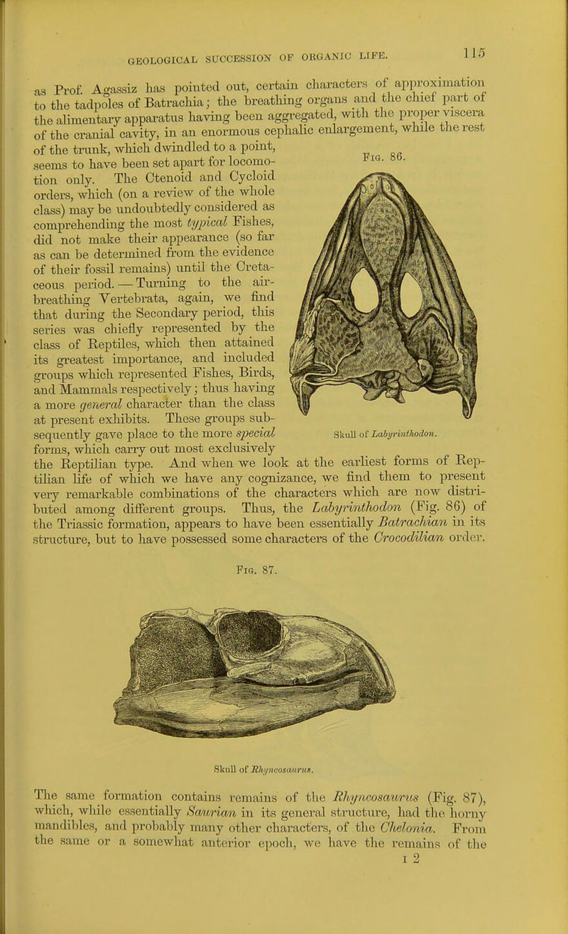 Fig. 86. as Prof. Acrassiz has pointed out, certain characters of approximation to the tadpoles of Batrachia; the breathing organs and the chief part of the alimentary appai-atus having been aggregated with the proper viscera of the cranial cavity, in an enormous cephalic enlargement, while the rest of the trunk, which dwindled to a point, seems to have been set apart for locomo- tion only. The Ctenoid and Cycloid orders, which (on a review of the whole class) may be undoubtedly considered as comprehending the most typical Fishes, did not make their appearance (so far as can be determined from the evidence of their fossil remains) until the Creta- ceous period. — Turning to the aii- breathing Yertebrata, again, we find that during the Secondary period, this series was chiefly represented by the class of Eeptiles, which then attained its greatest importance, and included groups which represented Fishes, Birds, and Mammals respectively; thus having a more general character than the class at present esliibits. These groups sub- sequently gave place to the more special forms, which carry out most exclusively the EeptiJian tjrpe. And when we look at the earliest forms of Rep- tilian life of which we have any cognizance, we find them to present very remarkable combinations of the characters which are now distri- buted among different groups. Thus, the Labyrintliodon (Fig. 86) of the Triassic formation, appears to have been essentially Batrachian in its structure, but to have possessed some characters of the Crocodilian order. Skull of Lahyrinihodon. Fig. 87. Skull of 2thtjiwosanrii8. The same formation contains remains of the Hhyncosatirus (Fig. 87), which, wliile essentially Sa/arian in its general structure, had the horny mandibles, and probably many other characters, of the Chelonia. From the same or a somewhat anterior epoch, we have the remains of tlie I 2