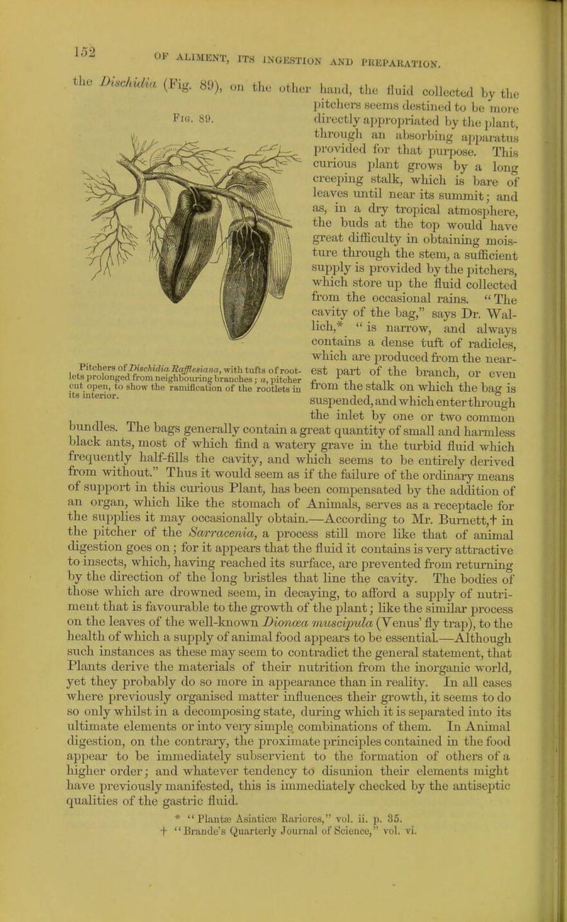 OF ALIMENT, ITS INGESTION AND PKEPAKATION. the Dischidia (Fig. 89), on the other Fici. 89. hand, the fluid collected by the pitchers seems destined to be more directly appropriated by the plant, through an absorbmg apparatus provided for that jiurpose. This curious plant grows by a long creeping stalk, which is bare of leaves until near its summit j and as, in a dry tropical atmosphere, the buds at the top would have great difficulty in obtaining mois- ture through the stem, a sufficient supply is provided by the pitchers, which store up the fluid collected from the occasional rains.  The cavity of the bag, says Dr. Wal- lich,^ is narrow, and always Pitchers oi'IHschidia Saffiesiana, with tufts of root- lets prolonged from neighbom-iug branches; a, pitcher cut open, to show the ramification of the rootlets in its mterior. contains a dense tuft of radicles, which are produced from the near- est part of the branch, or even from the stalk on which the bag is suspended, and which enter through the inlet by one or two common bundles. The bags generally contain a great quantity of small and harmless black ants, most of which find a watery grave in the turbid fluid which frequently half-fills the cavity, and which seems to be entirely derived from without. Thus it would seem as if the failure of the ordinary means of support in this curious Plant, has been compensated by the addition of an organ, which like the stomach of Animals, serves as a receptacle for the supplies it may occasionally obtain.—According to Mr. Bumett,t in the pitcher of the Sarracenia, a process still more like that of animal digestion goes on; for it appears that the fluid it contains is very attractive to insects, which, having reached its surface, are prevented from returning by the direction of the long bristles that line the cavity. The bodies of those which are drowned seem, in decaying, to afibrd a supply of nutri- ment that is favoirrable to the growth of the plant; like the similar process on the leaves of the well-known Dioncea muscipula (Venus' fly trap), to the health of which a supply of animal food appears to be essential.—Although such instances as these may seem to contradict the general statement, that Plants derive the materials of their nutrition from the inorganic world, yet they probably do so more in appearance than in reality. In all cases where previously organised matter influences their growth, it seems to do so only whilst in a decomposing state, during which it is separated into its ultimate elements or into veiy simpile combinations of them. In Animal digestion, on the contrary, the proximate principles contained in the food appear to be immediately subservient to the formation of others of a higher order; and whatever tendency to disunion their elements might have previously manifested, this is immediately checked by the antiseptic qualities of the gastric fluid. *  Plantas Asiaticre Rariores, vol. ii. j). 35. + JJraude's Quarterly Joimial of Soieuco, vol. vi.