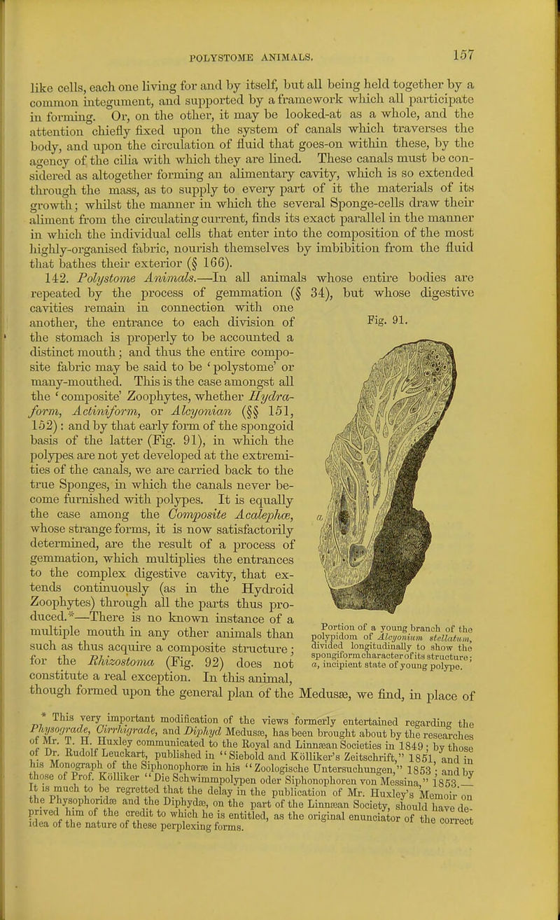 POLYSTOME ANIMALS. whose entire bodies are 34), but -whose digestive Pig. 91. like cells, each one living for and by itself, but all being held together by a common mtegument, and supported by a framework which all participate in forming. Or, on the other, it may be looked-at as a whole, and the attention chiefly fixed upon the system of canals which traverses the body, and upon the circulation of fluid that goes-on within these, by the agency of the ciHa with which they are lined. These canals must be con- sidered as altogether forming an alimentary cavity, wliich is so extended through the mass, as to supply to every part of it the materials of its growth; whilst the manner in which the several Sponge-cells draw then- aliment from the circulating current, finds its exact parallel in the manner in which the inchAddual cells that enter into the composition of the most highly-organised fabric, nourish themselves by imbibition from the fluid that bathes their exterior (§ 166). 142. Polystome Animals.—^In all animals repeated by the process of gemmation (§ cavities remain in connection with one another, the entrance to each division of the stomach is properly to be accounted a distinct mouth; and thus the entire compo- site fabric may be said to be ' polystome' or many-mouthed. This is the case amongst all the ' composite' Zoophytes, whether Hydra- form, Actiniform, or Alcyonian (§§ 151, 152): and by that early form of the spongoid basis of the latter (Fig. 91), in which the jjolypes are not yet develojDed at the extremi- ties of the canals, we are carried back to the true Sponges, in which the canals never be- come furnished with polypes. It is equally the case among the Composite Accdeiohoe,, whose strange forms, it is now satisfactorily determined, are the result of a process of gemmation, which multiplies the entrances to the complex digestive cavity, that ex- tends contiauously (as in the Hydroid Zoophytes) through all the parts thus pro- duced.*—There is no known instance of a multiple mouth in any other animals than such as thus acquire a composite structure; for the Rhizostoma (Fig. 92) does not constitute a real exception. In this animal, though fonned upon the general plan of the Medusa, we find, in place of * This very important modification of the views formerly entertained regarding tlie PhysofjT-ade, Cirrhrjrade, iind Diphyd Medusse, has been brought about by the researclies i- 7 communicated to the Royal and Linnrean Societies in 1849 • by those of Dr Rudolf Leuckart, pubUshed in Siebold and Kolliker's Zeitschrift, 1851 and in his Monograph of the SiphonophoriB in his Zoologische Untersnchungen, 1853 • andbv those of Prof. Kiilliker  Die Schwimmpolypen oder Siphonophoren von Messina''1853 _ It IS much to be regretted that the delay in the publication of Mr. Huxley's Memoii-on the Physophoridoe and the DiphydiB, on the part of the Linnsean Society, should havede prived him of the credit to which he is entitled, as the original enunciate of the correct idea of the nature of these peri)lexing forms. coirect Portion of a young branch of tho polypidom of Alcyoniam stellatum, divided lonritudinally to show the spongiformoharaoterof its structure; a, incipient state of young polype. '