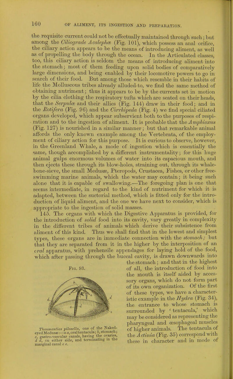 the requisite cuiTcnt could not be effectually maintained through such; but among the Oiliocjrade Accdejjhce (Fig. 101), which possess an anal oiifice, the ciliaiy action appears to be the means of introducing aliment, as well as of propelling the body through the ocean. In the Articulated classes, too, this ciliary action is seldom the means of introducing aliment into the stomach; most of them feeding upon solid bodies of comparatively large dimensions, and being enabled by their locomotive powers to go in search of theii- food. But among those which resemble in their habits of life the Molluscous tribes already alluded-to, we find the same method of obtaining nutriment; thus it appears to be by the currents set in motion by the ciHa clothing the respiratory tufts which are seated on their heads, that the Ser2mlce and their allies (Fig. 144) draw in their food; and in the Rotifera (Fig. 96) and the Cirrhipeda (Fig. 4) we find special ciliated organs developed, which appear subservient both to the purposes of respi- ration and to the ingestion of aliment. It is probable that the Am2)hioxm (Fig. 127) is nourished in a similar manner; but that remarkable animal affords the only known example among the Vertebrata, of the employ- ment of ciliary action for this purpose. It is curious to observe, however, in the Greenland Whale, a mode of ingestion which is essentially the same, though accomplished by a different instrumentality; for this huge animal gulps enormous volumes of water into its capacious mouth, and then ejects these through its blow-holes, straining out, thi'ough its whale- bone-sieve, the small Medusae, Pteropods, Crustacea, Fishes, or other free- swimming marine animals, which the water may contain; it being such alone that it is capable of swallowing.—The foregoing plan is one that seems intermediate, in regard to the kind of nutriment for which it is adapted, between the suctorial method, which is fitted only for the intro- duction of liquid aliment, and the one we have next to consider, which is appropriate to the ingestion of solid masses. 145. The organs with which the Digestive Apparatus is provided, for the introduction of solid food into its cavity, vary greatly in complexity in the different tribes of animals which derive their subsistence from aliment of this kind. Thus we shall find that in the lowest and simplest types, these organs are in immediate connection with the sto7nach; but that they are separated from it in the higher by the interposition of an crcd apparatus, with prehensile appendages for laying hold of the food, which after passing through the buccal cavity, is drawn downwards into the stomach; and that in the highest of all, the introduction of food into the mouth is itself aided by acces- sory organs, which do not form part of its own organization. Of the fii-st of these types, we have a character- istic example in the Hydra (Fig. 34), the entrance to whose stomachy is surrounded by ' tentacula,' which may be considered as representing the pharyngeal and oesophageal muscles of higher animals. The tentacida of the Actinia (Fig. 35) correspond with these in character and in mode of Fig. 93. Tliatmnnlias pilosella, one of the Naked- eyed Meduste -.—a a, oral tentacula; b, stomaoli; e, gastro-vascnlar canals, having the ovaries, d d, on either side, and terminating m the marginal canal e e.