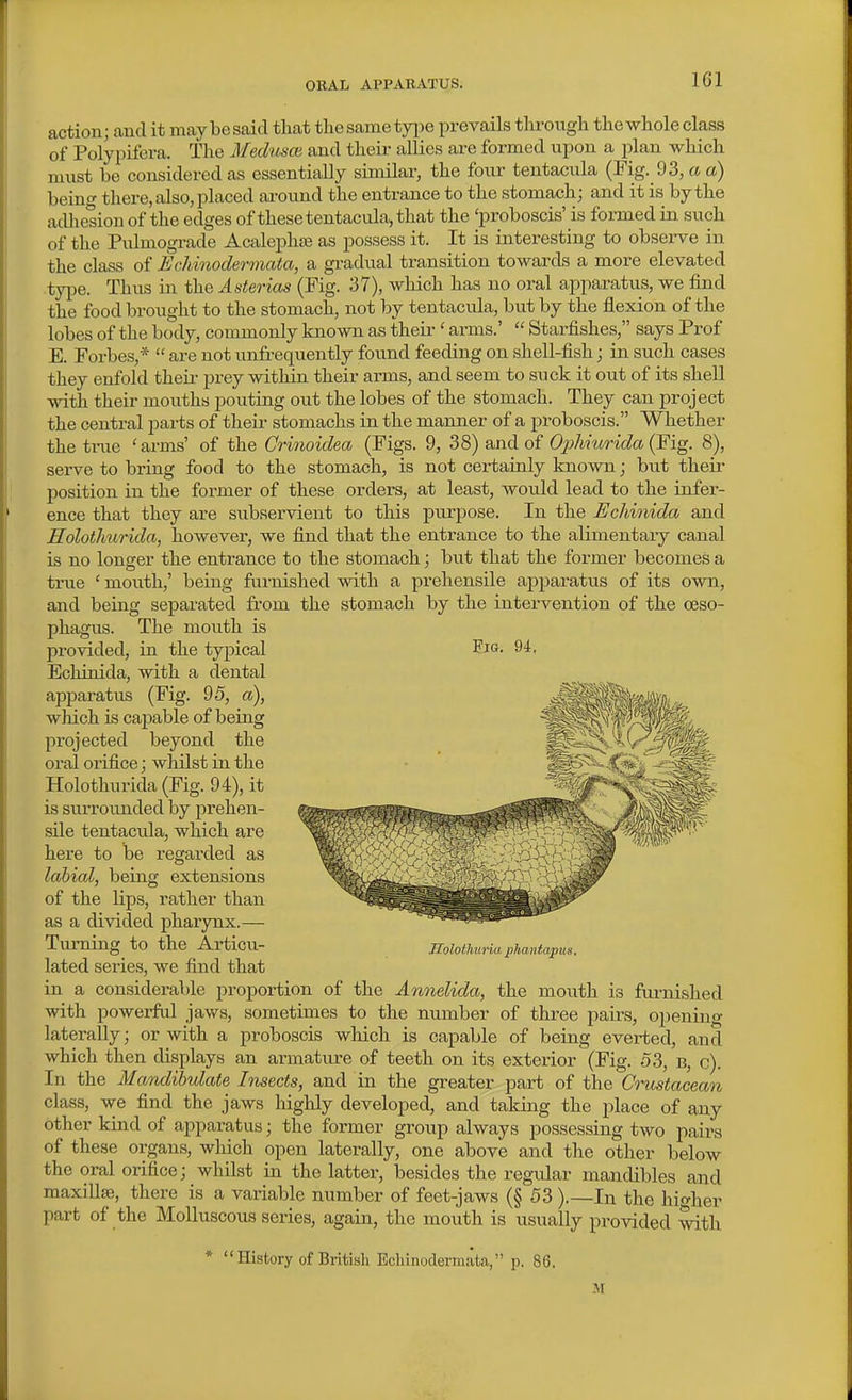 action; and it may be said that the same tyi^e prevails through the whole class of Polypifera. The Medusce and their allies are formed upon a plan which must be considered as essentially similar, the four tentacula (Fig. 93, a a) beinf^ there, also, placed ai-ound the entrance to the stomach; and it is by the adhesion of the edges of these tentacula, that the 'proboscis' is formed in such of the Pulmograde Acalephse as possess it. It is interesting to obsei-ve in the class of Echinodermata, a gradual transition towards a more elevated type. Thus in the Asterias (Fig. 37), which has no oral apparatus, we find the food brought to the stomach, not by tentacula, but by the flexion of the lobes of the body, commonly known as their' arms.'  Starfishes, says Prof E. Forbes,*  are not unfrequently foimd feeding on shell-fish; in such cases they enfold theii prey within their arms, and seem to suck it out of its shell with their mouths pouting out the lobes of the stomach. They can project the central parts of their stomachs in the manner of a proboscis. Whether the tine 'arms' of the Orinoidea (Figs. 9, 38) and of Ojjhncrida (Fig. 8), serve to bring food to the stomach, is not certainly known; but their position in the former of these orders, at least, would lead to the infer- ence that they are subservient to this purpose. In the Eclmiida and Holothurida, however, we find that the entrance to the alimentary canal is no longer the entrance to the stomach; but that the former becomes a true ' mouth,' being furnished with a prehensile apparatus of its own, and being separated from the stomach by the intervention of the oeso- phagus. The mouth is provided, in the typical Echinida, with a dental apparatus (Fig. 95, a), which is capable of being projected beyond the oral orifice; whilst in the Holothurida (Fig. 94), it is surroimded by prehen- sile tentacula, which are here to be regarded as labial, being extensions of the lips, rather than as a divided pharynx.— Turning to the Articu- lated series, we find that in a considerable proportion of the Aniielida, the mouth is fui-nished with powerful jaws, sometimes to the number of three pairs, opening latei-ally; or with a proboscis which is capable of being everted, and which then displays an armature of teeth on its exterior (Fig. o3, b, c). In the Mandihulate Insects, and in the greater part of the Crustacean class, we find the jaws highly developed, and taking the place of any other kind of apparatus; the former group always possessing two pairs of these organs, which open laterally, one above and the other below the oral orifice; whilst in the latter, besides the regular mandibles and maxilljB, there is a variable number of feet-jaws (§ 53 ).—In the higher part of the Molluscous series, again, the mouth is usually provided witli *  History of British Echinodermata, p. 86. M
