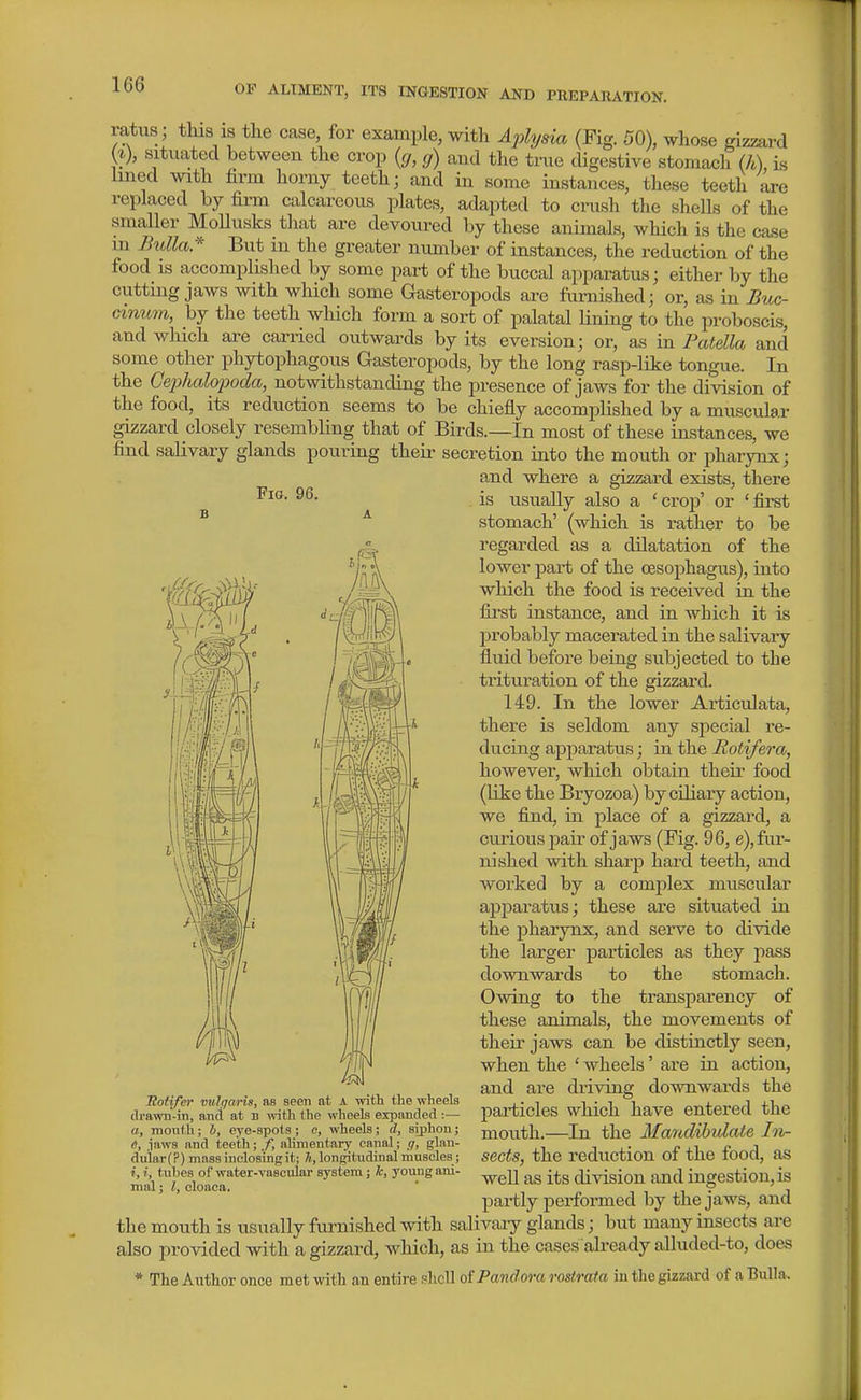 ratus; this is the case, for example, with Aplysia (Fig. 50), whose gizzard ('0, situated between the crop {g, g) and the true digestive stomach (h) Ls lined with firm horny teeth; and in some instances, these teeth are replaced by firm calcareous plates, adapted to crush the shells of the smaller MoUusks that are devoured by these animals, which is the case m Bulla* But in the greater number of instances, the reduction of the food is accomplished by some part of the buccal apparatus; either by the cutting jaws with which some Gasteropods are furnished; or, as in Buc- Ginu7H, by the teeth which form a sort of palatal Uning to the proboscis, and which are carried outwards by its eversion; or, as in Patella and some other phytophagous Gasteropods, by the long rasp-like tongue. In the Ge2)halopoda, notwithstanding the presence of jaws for the division of the food, its reduction seems to be chiefly accomplished by a muscular gizzard closely resembling that of Birds.—In most of these instances, we find salivary glands pouring their secretion into the mouth or j^harynx; and where a gizzard exists, there is usually also a ' croj)' or ' first stomach' (which is rather to be regarded as a dilatation of the lower part of the oesophagus), into which the food is received in the fii'st instance, and in which it is probably macerated in the salivary fluid before being subjected to the trituration of the gizzard. 149. In the lower Articulata, there is seldom any sj^ecial re- ducing apparatus; in the Rotifera, however, which obtain their food (like the Bryozoa) by ciliary action, we find, in. place of a gizzard, a curiouspair of jaws (Fig. 96, e), fur- nished with sharp hard teeth, and worked by a complex muscular apparatus; these are situated in the jDharynx, and serve to divide the larger particles as they pass downwards to the stomach. Owing to the transparency of these animals, the movements of theii' jaws can be distinctly seen, when the ' wheels' are in action, and are driving downwards the particles which have entered the mouth.—In the Mandihvlate hv- sects, the reduction of the food, as well as its division and ingestion, is partly performed by the jaws, and the mouth is usually furnished with salivary glands; but many insects are also provided with a gizzard, which, as in the cases already alluded-to, does * The Author once met with an entire phcll of Pandora rostrata in tlie gizzard of a Bulla. lioiifer vulgaris, as seen at a with the wheels drawn-in, and at b with the wheels expanded :— a, month ; h, eye-spots ; e, wheels; d, siphon; e, iaws and teeth; f, ahnientary canal; g, glan- diiiar(P) mass inclosing it; 7^, longit-udinal muscles ; i, i, tubes of water-vascular system; k, young ani- mal j I, cloaca.