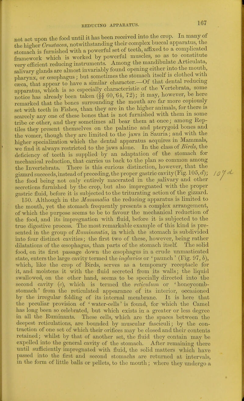 not act upon the food until it has been received into the crop. In many of the hicrher Crustacea, notwithstanding theii- conxplex buccal apparatus, the stomach is ftirnished with a powerfvil set of teeth, affixed to a complicated framework which is worked by powerful muscles, so as to constitute very efficient reducing instruments. Among the mandibulate Articulata, salivary glands are almost invariably found opening either into the mouth, pharynxror oesophagus; but sometimes the stomach itself is clothed with cjeca, that appear to have a similar character.-Of that dental reducing apparatus, which is so especially characteristic of the Vertebrata, some notice has akeady been taken (§§ 60,-64, 72); it may, however, be here remarked that the bones surroimding the mouth are far more copiously set with teeth in Fishes, than they are in the higher animals, for there is scarcely any one of these bones that is not furnished with them m some tribe or other, and they sometimes all bear them at once; among Rep- tiles they present themselves on the palatine and pterygoid bones and the vomer, though they are limited to the jaws in Sauria; and with the higher specialization which the dental apparatus acquires in Mammals, we find it always restricted to the jaws alone. In the class of Birds, the deficiency of teeth is supplied by an adaptation of the stomach for mechanical reduction, that carries us back to the plan so common among the Invertebrata. There is this curious distraction, however, that the gizzard succeeds, instead of preceding, the proper gastric cavity (Fig. 105, d); loj the food being not only entkely macerated in the salivary and other / secretions furnished by the crop, but also impregnated with the proper gastric fluid, before it is subjected to the triturating action of the gizzard. 150. Although in the Marmnalia the reducing apparatus is limited to the mouth, yet the stomach frequently presents a complex arrangement, of which the purpose seems to be to favour the mechanical reduction of the food, and its impregnation with fluid, before it is subjected to the true digestive process. The most remarkable example of this kind is pre- sented in the group of Rimnina/ntia, in which the stomach is subdivided into fom- distinct cavities; the first two of these, however, being rather dilatations of the oesophagus, than parts of the stomach itself The solid food, on its first passage down the oesophagus in a crude unmasticated state, enters the large cavity termed the ingluvies or ' paunch ' (Fig. 97, b), wliich, like the crop of Birds, serves as a temporary receptacle for it, and moistens it with the fluid secreted from its walls; the liquid swallowed, on the other hand, seems to be specially directed into the second cavity (c), which is termed the reticulum or ' honeycomb- stomach ' from the reticulated appearance of its interior, occasioned by the irregular folding of its internal membrane. It is here that the peculiar provision of ' water-cells' is found, for which the Camel has long been so celebrated, but which exists in a greater or less degree in aU the Ruminants. These cells, which are the spaces between the deepest reticulations, are bounded by muscular fasciculi; by the con- traction of one set of which their orifices may be closed and their contents retained; whilst by that of another set, the fluid they contain may be expelled into the general cavity of the stomach. After remaining there until sufficiently impregnated with fluid, the solid matters wliich have passed into tlie first and second stomachs are returned at intervals, in the form of little balls or pellets, to the mou.th; where they undergo a ft