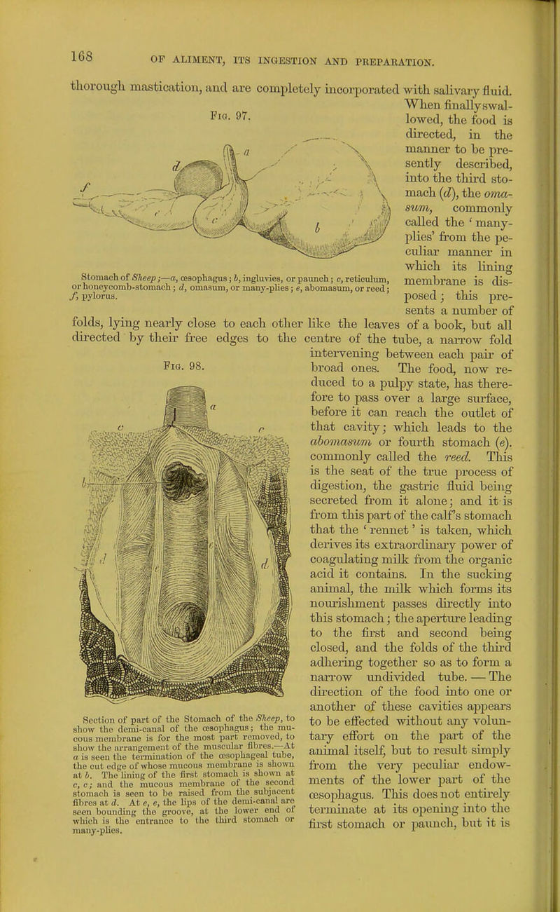 Fig. 97. stomach of Sheep ;—a, cesophagus; h, ingluvies, or patmch; c, reticulum, or honeycomb-stomach; d, omasum, or many-plies; e, abomasum, or reed; /, pylorus. Fig. 98. thorough mastication, and are completely incorporated with salivary fluid. When finally swal- lowed, the food is directed, in the manner to be pre- sently described, into the third sto- mach (d), the oma- sum, commonly called the ' many- plies' from the pe- culiar manner in which its lining membrane is dis- posed ; this pre- sents a number of folds, lying nearly close to each other like the leaves of a book, but all directed by their free edges to the centre of the tube, a nan-ow fold intervening between each pair of broad ones. The food, now re- duced to a pulpy state, has there- fore to pass over a large surface, before it can reach the outlet of that cavity; which leads to the abomasum or fourth stomach (e). commonly called the reed. This is the seat of the true process of digestion, the gastric fluid being secreted from it alone; and it is from this part of the calf's stomach that the ' rennet' is taken, which derives its extraordinary power of coagulating milk from the organic acid it contains. In the sucking animal, the milk which forms its nourishment passes directly into this stomach; the aperture leading to the first and second being closed, and the folds of the third adhering together so as to form a narrow xmdivided tube. — The direction of the food into one or another of these cavities appears to be effected without any volun- tary efibrt on the part of the animal itself, but to result simply from the very peculiar endoAV- ments of the lower part of the ffisojihagU-S. This does not entirely terminate at its opening into the first stomach or paunch, but it is Section of part of the Stomach of the Sheep, to show the demi-canal of the oesophagus; the mu- cous membrane is for the most part removed, to show the arrangement of the muscular fibres—At a is seen the termination of the oesophageal tube, the cut edge of whose mucous membrane is shown at b. The lining of tlie first stomach_ is shown at c, c; and the mucous membrane of the second stomach is seen to be raised from the subjacent fibres at d. At e, e, the lips of the demi-canid nre seen bounding the groove, at the lower end of which is the entrance to the third stomach or many-pUes.