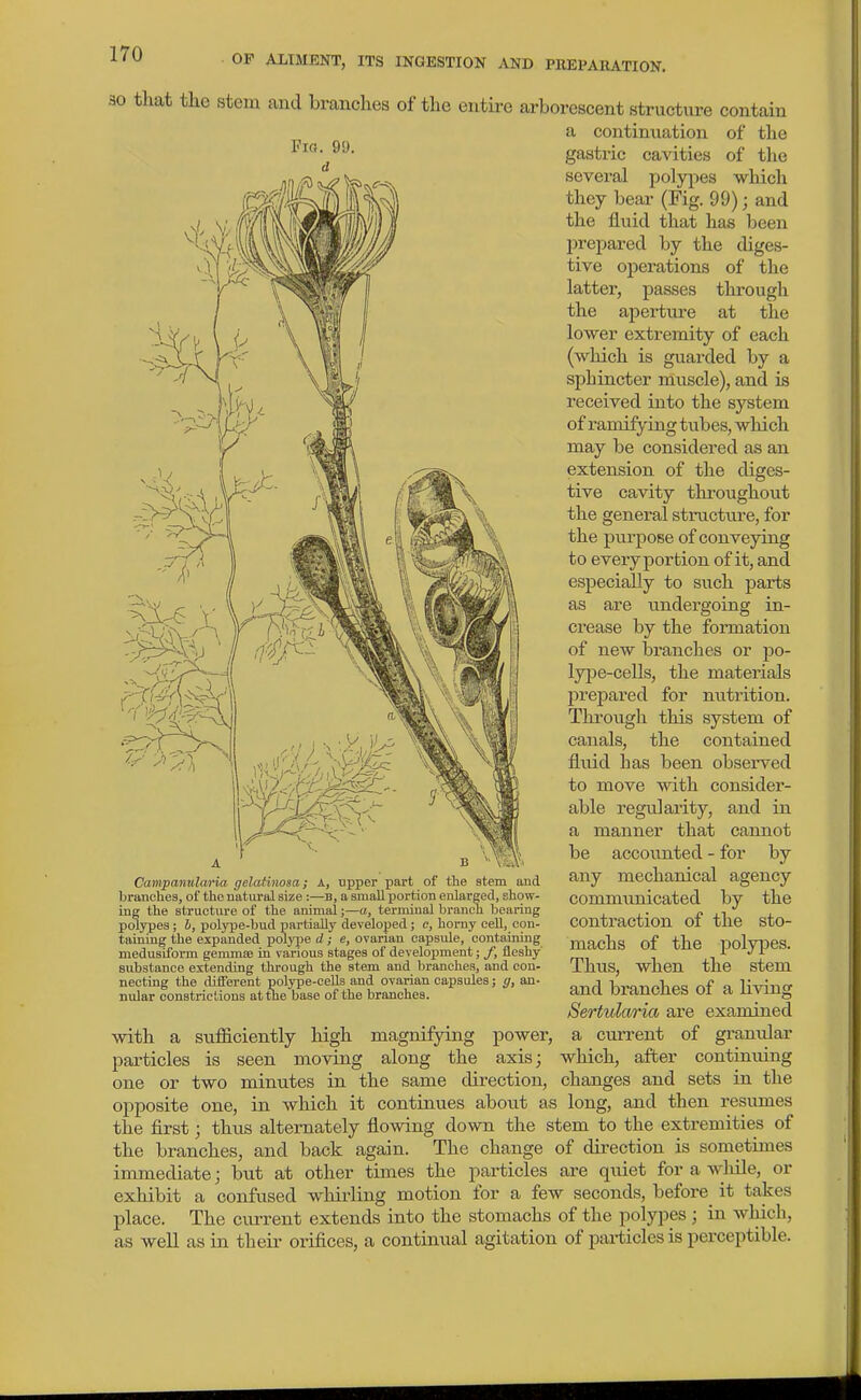 30 that the stem and branches of the entire arborescent structure contain a continuation of the gastric cavities of the several polyj^es which they bear (Fig. 99); and the fluid that has been prepared by the diges- tive operations of the latter, passes through the aperture at the lower extremity of each (wliich is guarded by a sphincter muscle), and is received into the system of ramifying tubes, which may be considered as an extension of the diges- tive cavity throughout the general structure, for the purpose of conveying to every portion of it, and especially to such parts as are undergoing in- crease by the formation of new branches or po- lype-cells, the materials prepared for nutrition. Through this system of canals, the contained fluid has been observed to move with consider- able regularity, and in a manner that cannot be accounted - for by any mechanical agency communicated by the contraction of the sto- machs of the polypes. Thus, when the stem and branches of a living Sertularia are examined a current of granular which, after continuing sets in the Campanularia gelatinosa; A, upper part of the stem and branches, of the natural size :—B, a small portion eiilareed, shovT- ing the structure of the animal;—a, terminal branch hearing poljTpes; b, polype-bud partially developed; c, horny cell, con- taining the expanded polj'pe d ; e, ovarian capsule, containing medusiform gemmue in various stages of development; /, fleshy substance extending through the stem and branches, and con- necting the different polype-cells and ovarian capsules; g, an- nular constrictions at the base of the branches. changes and with a sufficiently high magnifying power, particles is seen moving along the axis; one or two minutes in the same direction, opposite one, in which it continues about as long, and then resumes the first; thus alternately flowing down the stem to the extremities of the branches, and back again. The change of direction is sometimes immediate; but at other times the particles are quiet for a while, or exhibit a confused whirling motion for a few seconds, before^ it takes place. The current extends into the stomachs of the polypes ; in which, as well as in their orifices, a continual agitation of particles is perceptible.