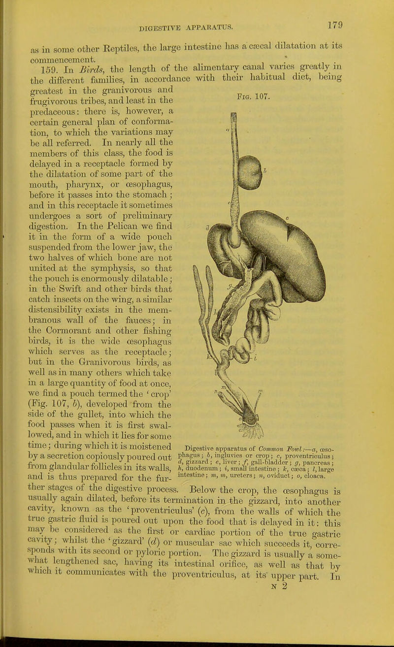 Fig. 107. as in some other Eeptiles, the large intestine lias acajcal dilatation at its commencement. 159. In Birds, the length of the alimentary canal varies greatly m the different families, in accordance with their habitual diet, being greatest in the granivorous and fingrivorous tiibes, and least in the pi-edaceoiis: there is, however, a certain general plan of conforma- tion, to which the variations may be all referred. In nearly all the members of this class, the food is delayed in a recejitacle formed by the dilatation of some j^firt of the mouth, phaiynx, or ceso^jhagus, before it passes into the stomach ; and in this receptacle it sometimes undergoes a sort of preliminaiy digestion. In the Pelican we find it in the form of a wide pouch suspended from the lower jaw, the two halves of which bone are not united at the symphysis, so that the pouch is enormously dilatable; in the Swift and other birds that catch insects on the wing, a similar disteiisibility exists in the mem- branous wall of the fauces; in the Cormorant and other fishing birds, it is the wide oesophagus which serves as the receptacle; but in the Granivorous birds, as well as in many others which take in a large quantity of food at once, we find a pouch termed the ' crop' (Fig. 107, b), developed from the side of the gullet, into which the food passes when it is first swal- lowed, and in which it lies for some time; during which it is moistened Digestive apparatus of Common Fowl:—a, coso- by a secretion copiously poured out P'^^g^ ; ™gluvies or crop ; c, proveutriculus; f^^-r^ 1 1 IT 1 • •, 11 rf, gizzard; c, liver;/, gall-bladder; o, pancreas : trom glandular follicles m its WaUs, h, duodenum; i, small intestine ; k, cmca; I, large and is thus prepared for the far- ^^^^''^^J ureters; «, oviduct; o, cloaca, ther stages of the digestive process. Below the crop, the oesophagus is usually agam dilated, before its termination in the gizzard, into another cavity, known as the ' proventriculus' (c), from the walls of which the true gastnc liiud is poured out upon the food that is delayed in it • this may be considered as the first or cardiac portion of the true gastric cavity; whilst the 'gizzard' {d) or muscular sac which succeeds it corre- sponds with Its second or pyloric portion . The gizzard is usually a some- what lengthened sac, having its intestinal orifice, as well as that by which It communicates with the proventriculus, at its' upper part. In N 2