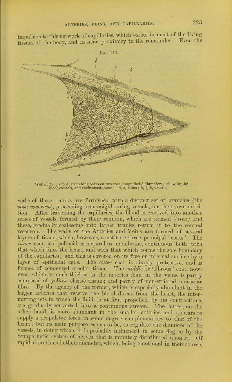 AKTEEIES, VEINS, AND CAPILLARIES. impulsion to this network of capillaries, which exists in most of the living tissues of the body, and in near proximity to the remainder. Even the Fia. 111. a Web of Frog's foot, atretchiug between two toes, magnified 3 diameters; showing the blood-vessels, and their anastomoses : a, a, veins; J, b, b, arteries. walls of these trunks are furnished with a distinct set of branches (the vasa vasontm), proceeding from neighbouring vessels, for their own nutri- tion. After traversing the capillaries, the blood is received into another series of vessels, formed by their reunion, which are termed Veins; and these, gradually coalescing into larger trunks, return it to the central reservoir.—The walls of the Arteries and Veins are formed of several layers of tissue, which, however, constitute three principal ' coats.' The inner' coat is a pellucid structureless membrane, continuous both with that which lines the heart, and with that which forms the sole boimdary of the capillaries; and this is covered on its free or internal surface by a layer of epithelial cells. The outer coat is simply protective, and is foi-med of condensed areolar tissue. The middle or ' fibrous' coat, how- ever, which is much thicker in the arteries than in the veins, is partly composed of yellow elastic tissue; and partly of non-striated muscular fibre. By the agency of the former, which is especially abundant in the larger arteries that receive the blood, direct from the heart, the inter- mitting jets in which the fluid is at first propelled by its contractions, are gradually converted into a continuous stream. The latter, on the other hand, is more abundant in the smaller arteries, and appears to supply a propulsive force in some degree complementary to that of the heart; but its main purpose seems to be, to reg-ulate the diameter of the vessels, in doing which it is probably influenced in some degree by the Synipathetic system of nerves that is minutely distributed upon it. Of rapid alterations in their diameter, which, being emotional in their soiu-ce.
