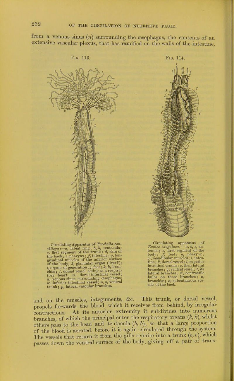 from a venous sinus (n) surrounding the ojsophagus, the contents of an extensive vasculai- plexus, that has ramified on the walls of the intestine, Pig. 113. Fio, 114. Circulating Apparatus of Terehella con- chilega:—a, labial ring; b,h, tentacula;_ c, fii-st segment of the trunk; (/, slrin ol tlie back; e, pharynx; /, intestine; g, lon- gitudinal muscles of the inferior surface of the body; h, glandular organ (liver?); i, organs of generation; j, feet; k, k, bran- ohiie; I, dorsal vessel acting as a respira- tory heart; m, dorso-intestinal vessel; n, venous sinus surrounding cesophagus; inferior intestinal vessel; o, o, ventral trunk; p, lateral vascular branches. Circulating apparatus of Eunice aangniiiea: — a, h, c, an- tennie; e, first segment of the body; /, feet; g, pharynx; g', mandibular muscles; i, intes- tine; J', dorsal vessel; /.superior intestinal vessels; s, their wteral branches; ventral vessel; <, its lateral branches; f, contractile bulbs on these branches; v, branchice; x, subcutaneous ves- sels of the back. and on the muscles, integuments, &c. This trunk, or dorsal vessel, propels forwards the blood, which it receives from behind, by irregulai- contractions. At its anterior extremity it subdivides into numerous branches, of which the principal enter the respiratory organs {k, k), whilst others pass to the head and ten taenia (6, b); so that a lai'ge proportion of the blood is aerated, before it is again circulated thi'ough the system. The vessels that return it from the gills reimite into a triuik (o, o), which passes down the ventral surface of the body, giving off a paii- of trans-