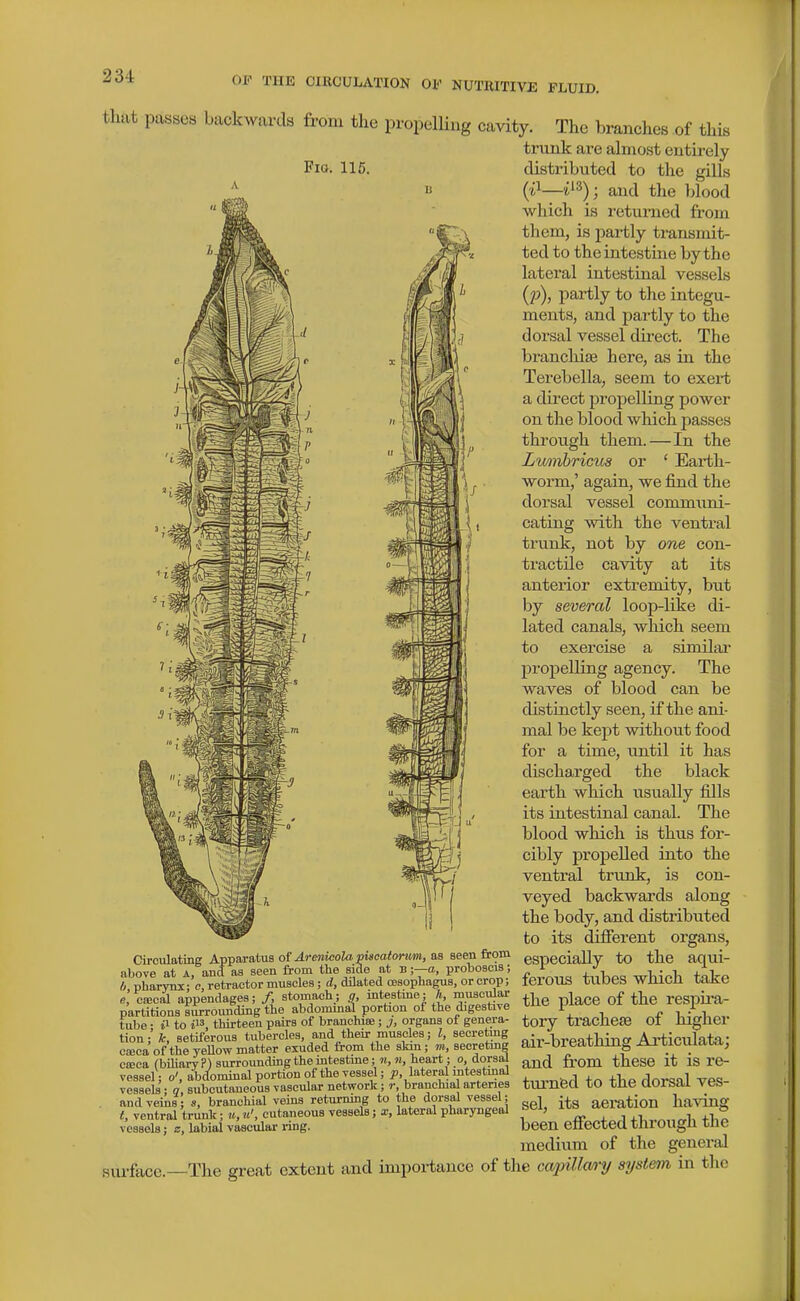 that passoH backwards from tlie propelling cavity. The branches of this trunk are almost entirely Fio. 115. -a m distributed to the giUs (j}—i^^); and the blood which is returned from them, is partly transmit- ted to the intestine by the lateral intestinal vessels (p), partly to the integu- ments, and partly to the dorsal vessel direct. The branchiae here, as in the Terebella, seem to exert a direct propelling power on the blood which passes through them.—In the Lmnhricus or ' Earth- worm,' again, we find the dorsal vessel communi- cating with the ventral trunk, not by one con- tractile cavity at its anterior extremity, but by several loop-like di- lated canals, which seem to exercise a similar propelling agency. The waves of blood can be distinctly seen, if the ani- mal be kept without food for a time, until it has discharged the black earth which usually fills its intestinal canal. The blood which is thus for- cibly jiropelled into the ventral trunk, is con- veyed backwards along the body, and distributed to its difierent organs, Ciroulatmg Apparatus of ^re»jcotooi«catoMW», aB seen from ggpeciaUv to the aqui- above at a ancl as seen from the side at n;—a, proboscis; l J t,- i, +:i „ rXrW cTetractor muscles ;i, dilated oosopliagus, or crop; ferOUS tubeS whlch take e, ca!cal appendages; /, stomach; g, mtestme; A, muscular i £ reSpU'a- partitionssiWounding the abdominal portion of the digestive ^^^1 tube • ii to thirteen pairs of branohise; j, organs of genera- tory tracliese 01 mglier tion;'fc, setiferous tubercles and their muscles; I, secreting „• l-.^pa+l^ina Articulata' cajca of the yellow matter exuded from the skm ; m, secretmg air-Dreatning ArtlClUAI,.!, C£eca (biliary?) surrounding the intestine ;m,m, heart ;o,dorsa^ from thcSO it IS re- vessel; 0', abdominal portion of the vessel; ^, lateral mtestmal , , rlr.r<5nl vpq- vessels • q subcutaneous vascular network; r, branchial arteries turnfed tO tUC OOrsai VCS- . andveilis; s, branchial veins returning to the dorsal vessel; t aeration having t, ventral trunl^; cutaneous vessels; a;, lateral pharyngeal >-^^ <^ +i,^^„„l, vessels; e, labial vMcular ring. been effected througil tJie medium of the general surface.—The great extent and importance of the ca23illm-y system in the