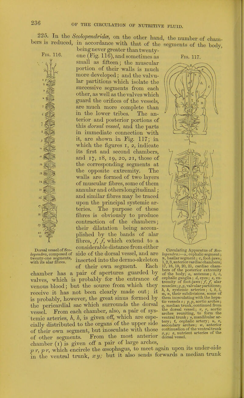 116. Fio. 117. 225. In the ScohpendridcB, on the other hand, the number of chaui- bera IS reduced, in accordance with that of the Regmeuts of the body being never greater than twenty- one (Fig. 116), and sometimes as small as fifteen; the muscular portion of theii' walls is much more developed; and the valvu- lar partitions which isolate the successive segments from each other, as well as the valves which guard the orifices of the vessels, are much more complete than in the lower tribes. The an- terior and posterior portions of this dorsal vessel, and the parts in immediate connection with it, are shown in Fig. 117; in which the figures i, 2, indicate its first and second chambers, and 17, 18, 19, 20, 21, those of the corresponding segments at the opposite extremity. The walls are formed of two layers of muscular fibres, some of them annular and others longitudinal; and similar fibres may be traced upon the principal systemic ar- teries. The pui-pose of these fibres is obviously to produce contraction of the chambers; their dilatation being accom- plished by the bands of alar fibres, f, f, which extend to a considerable distance from either side of the dorsal vessel, and are inserted into the dermo-skeleton of their own segment. Each chamber has a pair of apertures guarded by valves, which is probably for the entrance of venous blood; but the source from which they receive it has not been clearly made out; it ^, tteir subdivisions, some of k nroba,blv however, the great sinus formed by them inosculating with the hepa- io ^LKjua,ui.j, iivj. 'JO 1 xi, 1 1 tic vessels0; aortic arches; the pericardial sac which surrounds tne dorsal median trunk, continued from vessel. From each chamber, also, a pafr of sys- tly^^rL^^tSl' forTthe temic arteries, h, h, is given ofi, which are espe- ventral trunk; «, mandibular ar- cially distributed to the organs of the upper side aec^j,dary°^S'sr«*''%'Qterio^ of their own segment, but inosculate with those 1^;^^^^Z^^mIm. of other segments. From the most anterior dorsal vessel, chamber (i) is given off a pair of large arches, _ , •, « r, 2^ r, which encircle the oesophagus, to meet again upon its under-side in the'ventral ti-unk, xij; but it also sends foi-wards a median tnink Dorsal vessel of Sco- lopendra, composed of twenty-one segments, with its alar fibres. Circulating Apparatus of Seo- lopendra;—A, cephalic segment; B, basilar segment; c, foot-jaws; 1,2,3, anterior cardiac chambers; 17, 18, 19, 20, 21, cardiac cham- bers of the posterior extremity of the body; a, antennffi; 6, c, cephalic ganglia; d, eyes; e, ex- tremity of foot-jaws; f, f, alar muscles \g,g, valvular partitions; %, h, systemic arteries; i, k, I,
