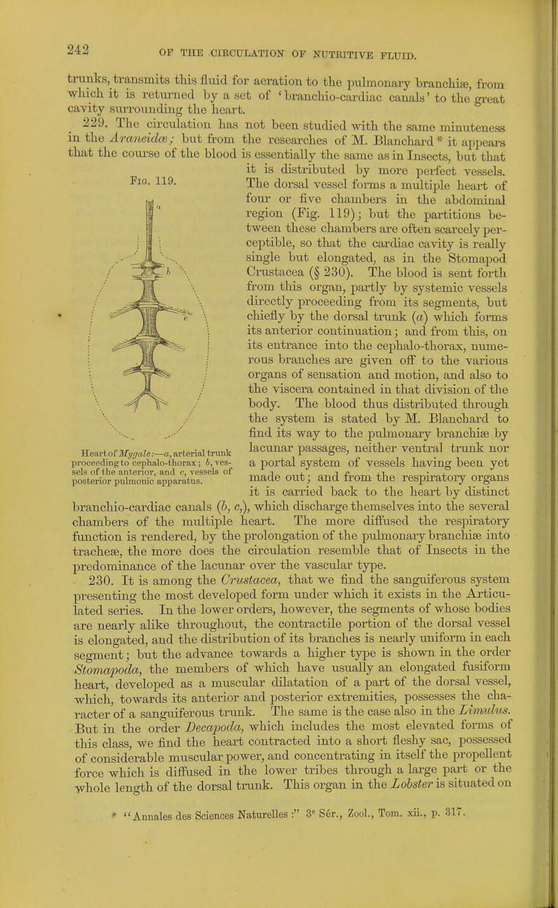 Fio. 119. trunks, transmits this fluid for aeration to the puhnouaiy branchite, from which it is retm-ned by a set of ' branchio-cardiac canals' to the gi-eat cavity surrounding the heart. 229. Tlie circulation has not been studied with the same minuteness in the Araneidce; but from the researches of M. Blanchard* it appeai-s that the course of the blood is essentially the same as in Insects, but that it is distributed by more perfect vessels. The dorsal vessel forms a multiple heart of four or five chambers iu the abdomiual region (Fig. 119); but the partitions be- tween these chambers are often scarcely per- ceptible, so that the cardiac cavity is really single but elongated, as in the Stomapod Crustacea (§ 230). The blood is sent forth from this organ, partly by systemic vessels directly proceeding from its segments, but chiefly by the dorsal trank (a) which forms its anterior continuation; and from this, on its entrance ruto the cephalo-thorax, nume- rous branches are given oS to the various organs of sensation and motion, and also to the viscera contained in that division of the body. The blood thus distributed through the system is stated by M. Blanchard to find its way to the pulmonary branchise by lacunar passages, neither ventral trunk nor a portal system of vessels having been yet made out; and from the resi^iratoiy organs it is carried back to the heart by distinct branchio-cardiac canals {b, c,), which discharge themselves into the seveial chambers of the multiple heart. The more difl\ised the respiratory function is rendered, by the prolongation of the pulmonary branchise into tracheae, the more does the circtdation resemble that of Insects in the predominance of the lacunar over the vascular type. 230. It is among the Crustacea, that we find the sanguiferous system presenting the most develoj)ed form under which it exists in the Articu- lated series. In the lower orders, however, the segments of whose bodies are nearly alike throughout, the contractile portion of the dorsal vessel is elongated, and the distribution of its branches is nearly uniform in each segment; but the advance towards a higher type is shown in the order Slomapoda, the members of which have usually an elongated fusiform heart, developed as a muscular dilatation of a part of the dorsal vessel, which, towards its anterior and posterior extremities, possesses the cha- racter of a sanguiferous trunk. The same is the case also in the Limulns. But in the order Decaijoda, which includes the most elevated forms of this class, we find the heart contracted into a short fleshy sac, possessed of considerable muscular power, and concentrating in itself the propellent force which is diffused in the lower tribes through a lai-ge pai-t or the whole length of the dorsal trunk. This organ in the Lobster is situated on *  Annales des Sciences NatureUes : 3» S6r., Zool., Tom. xii., p. 317. Heartof Jfyi/a/e:—a, arterial ti-unk proceeding to cephalo-thorax; 6, ves- sels of the anterior, and c, vessels of posterior pulmonic ajiparatus.