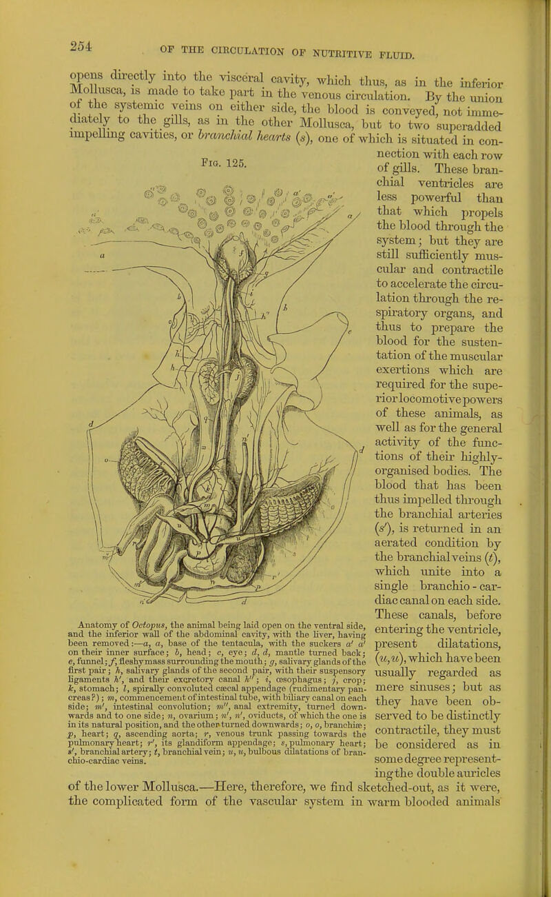 opens directly into the visceral cavity, which thus, as in the inferior Mol usca, is made to take part in the venous circulation. By the union of the systemic veins on either side, the blood is conveyed, not imme- chately to the giUs, as m the other MoUusca, but to two superadded impelling cavities, or branchial hearts {s), one of which is situated in con- nection with each row of gills. These bran- chial ventricles are less powerful than that which propels the blood thi'ough the system; but they are still sufficiently mus- cular and contractile to accelerate the circu- lation through the re- spiratory organs, and thus to prepare the blood for the susten- tation of the muscular exertions which are required for the supe- rior locomotive powers of these animals, as well as for the general activity of the func- tions of their highly- organised bodies. The blood that has been thus impelled thi'ough the branchial arteries (s'), is returned in an aerated condition by the branchial veins (t), which tmite into a single branchio - car- diac canal on each side. These canals, before entering the ventricle, present dilatations, which have been usually regarded as mere sinuses; but as they have been ob- served to be distinctly contractile, they must be considered as in some degree represent- ing the double auricles of the lower MoUusca.—Here, therefore, we find sketched-out, as it were, the complicated form of the vascular system in warm blooded animals Anatomy of Oeiopus, the animal being laid open on the ventral side, and the inferior wall of the abdominal cavity, with the liver, having been removed:—a, a, base of the tentacula, with the suckers a' a' on their inner surface; b, head; c, eye; d, d, mantle turned back; c, funnel;/, fleshy mass surroimding the mouth; g, saHvary glands of the first pair; h, salivary glands of the second pair, with their suspensory ligaments h', and their excretory canal h; i, cesophagus; /, crop; }c, stomach; I, spirally convoluted csecal appendage (rudimentary pan- creas?) ; m, commencement of intestinal tube, with biliary canal on each side; m', intestinal convolution; m, anal extremity, turned down- wards and to one side; n, ovarium; n', n', oriducts, of which the one is in its natural position, and the other turned downwards; o, o, branchioe; p, heart; q, ascending aorta; r, venous trunlc passing towards the pulmonary heart; r', its glandiform appendage; s, puhnonary heart; »', branchial artery; branchial vein; bulbous dilatations of bran- cldo-cardiac veins.