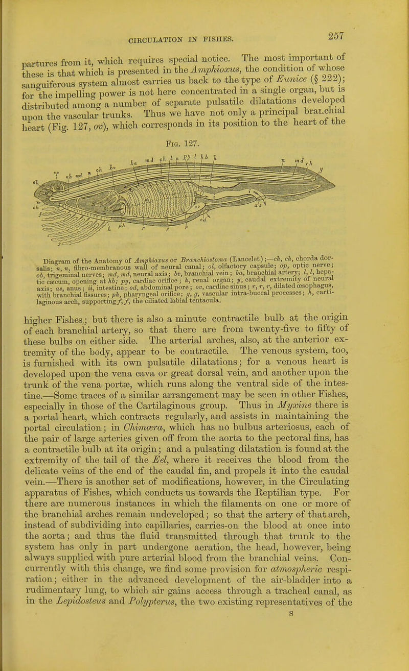 upon tne vascular wuiiJ5-^. ^.^^^ -^^ ^ x heart (Fig. 127, ov), wliich corresponds m its position to the Fig. 127. Diaeram of the Anatomy of Amphioxus or Bnmchioatoma (Lanoelet);—cA, ch, chorda dor- salis- « n, fibro-membranous waU of nem-al canal; ol, olfactory capsule; op, optic nerve; ob trigeminal nerves; md,neural axis; Su, branchial vein; ia, branchial artery; / hepa- tic ctecum, opening at kb; py, cardiac orifice ; h, renal organ; y, caudal extremity ot neural a-ds; as, anus ; it, intestine; od, abdominal pore; ov, cardiac sinus; r, r, r, dilated oesophagus, with branchial fissures; ph, pharyngeal orifice; n, g, vascular mtra-buccal processes; h, carti- laginous arch, supporting/,/, the ciliated labial tentacula. higher Fishes; but there is also a minute contractile bulb at the origin of each branchial artery, so that there are from twenty-five to fifty of these bulbs on either side. The arterial arches, also, at the anterior ex- tremity of the body, appear to be contractile. The venous system, too, is famished with its own pulsatile dilatations; for a venous heart is developed upon the vena cava or great dorsal vein, and another upon the trunk of the vena portae, which runs along the ventral side of the intes- tine.—Some traces of a similar arrangement may be seen in other Fishes, especially in those of the Oai-tilaginous group. Thus in Myxine there is a portal heart, which contracts regularly, and assists in maintaining the portal circulation; in Ghimcera, which has no bulbus arteriosus, each of the pair of large ai-teries given off from the aorta to the pectoral fins, has a contractile bulb at its origin; and a pulsating dilatation is found at the extremity of the tail of the Uel, where it receives the blood from the delicate veins of the end of the caudal fin, and propels it into the caudal vein.—There is another set of modifications, however, in the Circulating apparatus of Fishes, which conducts us towards the Reptilian type. For there are numerous instances in which the filaments on one or more of the branchial arches remain undeveloped; so that the artery of that arch, instead of subdividing into capillaries, carries-on the blood at once into the aorta; and thus the fluid transmitted through that trunk to the system has only in part undergone aeration, the head, however, being always supplied with pure arterial blood from the branchial veins. Con- currently with this change, we find some provision for atmospheric respi- ration; either in the advanced development of the air-bladder into a rudimentary lung, to which air gains access through a tracheal canal, as in the Lepidosteus and Fobjpterus, the two existing representatives of the s