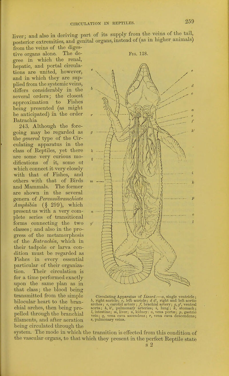 liver: and also in deriving part of its supply from the veins of the tail, posterior extremities, and genital organs, instead of (as m higher animals) from the veins of the diges- tive organs alone. The de- Fra. 128. gree in ■which the renal, hepatic, and portal circula- tions are united, however, and in which they are sup- plied from the systemic veins, differs considerably in the several orders; the closest approximation to Fishes being presented (as might be anticipated) in the order Batrachia 243. Although the fore- going may be regarded as the general type of the Cir- culating apparatus in the class of Reptiles, yet there are some very curious mo- difications of it, some ot which connect it very closely with that of Fishes, and others with that of Birds and Mammals. The former are shown in the several genera of Perennibranchiate Amphibia (§ 299), which present us with a very com- plete series of transitional forms connecting the two classes; and also in the pro- gress of the metamorphosis of the Batrachia, which in their tadpole or larva con- dition must be regarded as Fishes in every essential particular of their organiza- tion. Their circulation is for a time performed exactly upon the same plan as in that class; the blood being transmitted from the simple bilocular heart to the bran- chial arches, then being pro- pelled through the branchial filaments, and after aeration being circulated through the system. The mode in which the transition is effected from this condition of the vascular organs, to that which they present in the perfect Reptile state s 2 Circulating Apparatus of Lizard:—a, single ventricle; h, right auricle; c, left auricle; d d', right and left aortic arches; e, carotid artery ; f, brachial artery; q,g', ventral aorta; h,h', pulmonary arteries; i, lung ; k, stomach; I, intestine; in, liver; n, Iddney: o, vena portaj; p, gastric vein; <i, vena cava ascendens; r, vena cava descendena; 8, pulmonary veins.