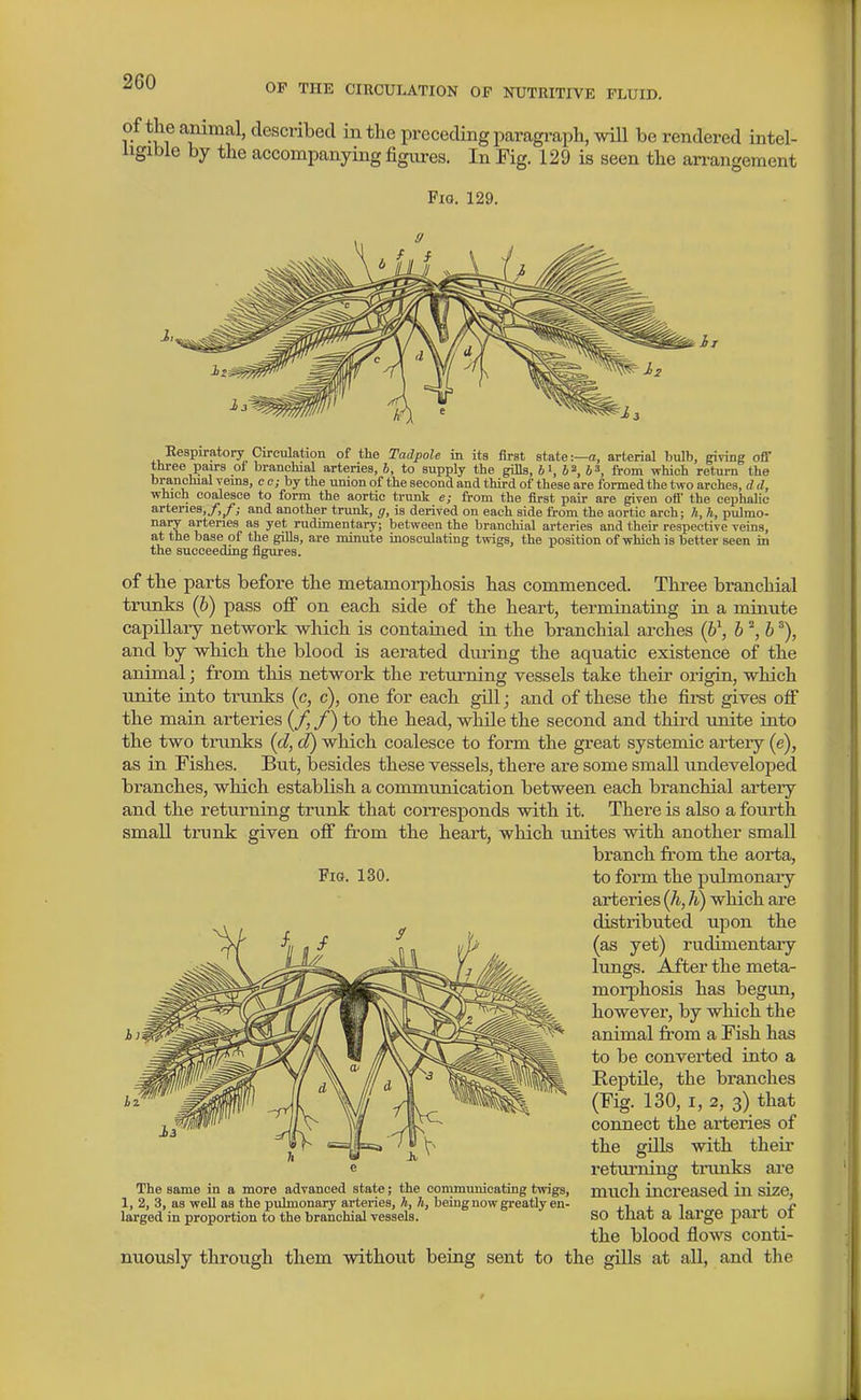 OP THE CIRCULATION OF NUTRITIVE FLUID. of the animal, described in the prececUng paragi-aph, will be rendered intel- ligible by the accompanying figiu-es. In Fig. 129 is seen the arrangement Fig. 129. Respiratory Circiilation of the Tailpole in its first state:—a, arterial bulb, giving oil' three paars of branchial arteries, i, to supply the gills, fci, ja, js, from which return the branchial veins, e e; by the union of the second and third of these are formed the two arches, d d, which coalesce to form the aortic tninli e; from the first pair are given off' the cephalic arteries,/,/; and another trunk, g, is derived on each side from the aortic arch; h, h, pulmo- nary arteries as yet rudimentary; between the branchial arteries and their respective veins, at the base of the gills, are minute inosculating twigs, the position of which is better seen in the succeeding figures. of the parts before the metamorphosis has commenced. Three branchial trunks (6) pass off on each side of the heart, terminating in a minute capillary network which is contained in the branchial arches (6\ 6 ^, 6 and by which the blood is aerated duiing the aquatic existence of the animal ] from this network the returning vessels take their origin, which unite into trunks (c, c), one for each gill; and of these the fii-st gives off the main arteries (/ /) to the head, while the second and third unite into the two trunks {d, d) which coalesce to form the great systemic artery (e), as in Fishes. But, besides these vessels, there are some small undeveloped branches, which establish a commimication between each branchial artery and the returning trunk that corresponds with it. There is also a fourth small trunk given off from the heart, which unites with another small branch from the aorta, Fig. 130. to form the pulmonary arteries {h, h) which are distributed upon the (as yet) rudimentary lungs. After the meta- morphosis has begun, however, by which the animal from a Fish has to be converted into a Reptile, the branches (Fig. 130, I, 2, 3) that connect the arteries of the gUls with theii' returning tnmks are much increased in size, so that a large part of the blood flows conti- nuously throtigh them without being sent to the gills at all, and the The same in a more advanced state; the communicating twigs, 1, 2, 3, as well as the pulmonary arteries, k, 7t, being now greatly en- larged in proportion to the branchial vessels.