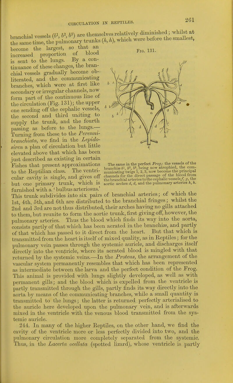 Fig. 131. The same in the perfect Frog; the vessels of the branchiseii, b^,\jemg now atrophied, the com- u „l,;.l ,,Mwla W 5= i'l are themselves relatively diminislied; whilst at ^U^eI^lnnt:Ly trunks (/, /.), which were before the smallest, become the largest, so that an increased proportion of blood is sent to the Imigs. By a con- tinuance of these changes, the bran- chial vessels gi-adually become ob- literated, and the communicating branches, which were at first like secondaiy or irregular channels, now form part of the continuous line of the circulation (Fig. 131); the upper one sending off the cephalic vessels, the second and third uniting to supply the trunk, and the fourth passing as before to the lungs.— Turning fi-om these to the Ferenni- branchiata, we find in the Lejndo- siren a plan of circulation but little elevated above that which has been just described as existing in certain Fishes that present approximations „ _ _ to the Reptilian class. The ventri- municatTnVtmgsi.isrnow become 1 „„^+„ c^Tirrlo nnrl o-ivpinff channels for the direct passage of the blood from Cular cavity is single, and gives on ^^^^^^^j^i^ arteries to the cephalic vessels/, ^r, the but one primary trunk, which is aortic arches d, a, and the puhnonary artenes h, h. furnished with a'bulbus arteriosus.' This trunk subdivides into six paii'S of branchial arteries; of which the 1st, 4th, 5th,and 6th are distributed to the branchial fringes; whHst the 2nci and 3rd are not thus distributed, their arches having no giUs attached to them, but reunite to form the aortic trunk, first giving ofi, however, the pulmonary arteries. Thus the blood which finds its way into the aorta, consists partly of that which has been aerated in the branchijB, and partly of that which has passed to it direct from the heart. But that which is transmitted from the heart is itself of mixed quality, as in Reptiles; for the ptdmonary vein passes through the systemic auricle, and discharges itself directly into the ventricle, where its aerated blood is mingled with that retm-ned by the systemic veins.—In the Proteus, the arrangement of the vascidar system permanently resembles that which has been represented as intermediate between the larva and the perfect condition of the Frog. This animal is provided with lungs slightly developed, as well as with permanent gills; and the blood which is expelled from the ventricle is partly transmitted through the gills, partly finds its way directly into the aorta by means of the communicating branches, while a small quantity is transmitted to the lungs; the latter is returned perfectly arterialised to the auricle here developed upon the pulmonary vein, and is afterwards mixed in the ventricle with the venous blood transmitted from the sys- temic auricle. 244. In many of the higher Reptiles, on the other hand, we find the cavity of the ventricle more or less perfectly divided into two, and the pulmonary circulation more completely separated from the systemic. Thus, in the Lacerla ucellata (spotted lizard), whose ventricle is partly