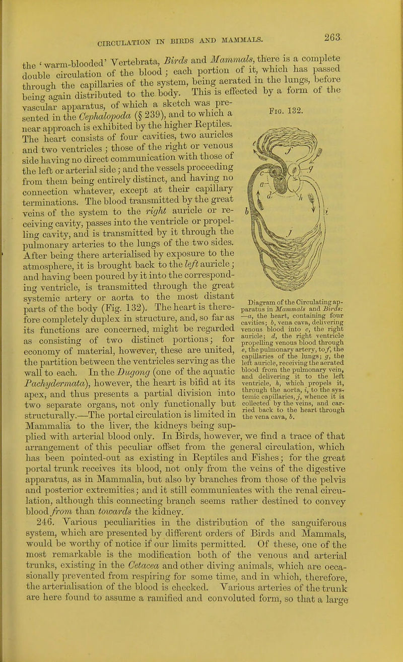 CIKCULATION IN BIllDS AND AIAMMALS. Fig. 132. the 'warm-blooded' Vertebrata, Birds and Mcmiimds theve a complete double circulation of the blood ; each portion of it, which has parsed throuc^h the capillaries of the system, being aerated in the lungs, before bei^^ac^ain distributed to the body. This is effected by a form of the vascula? apparatus, of which a sketch was pre- sented in the Cephalopoda (§ 239), and to which a near approach is exhibited by the higher Reptiles. The heart consists of four cavities, two auricles and two ventricles ; those of the right or venous side having no direct communication with those of the left or arterial side; and the vessels proceecUng from them being entirely distinct, and having no connection whatever, except at their capillary terminations. The blood transmitted by the great veins of the system to the right auricle or re- ceiving cavity, passes into the ventricle or propel- ling cavity, and is transmitted by it through the pulmonary arteries to the lungs of the two sides. After being there arterialised by exposure to the atmosphere, it is brought back to the left auricle; and having been poured by it into the correspond- ing ventricle, is transmitted through the great systemic artery or aorta to the most distant parts of the body (Fig. 132). The heart is there- fore completely duplex in structure, and, so far as its functions are concerned, might be regarded as consisting of two distinct portions; for economy of material, however, these are united, the partition between the ventricles serving as the wall to each. In the Dugong (one of the aquatic Pachyderniata), however, the heart is bifid at its apex, and thus presents a partial division into two separate organs, not only functionally but structurally.—The portal circulation is limited in Mammalia to the liver, the kidneys being sup- plied with arterial blood only. In Birds, however, we find a trace of that arrangement of tliis peculiar ofiset from the general circulation, which has been pointed-out as existing in Reptiles and Fishes; for the great portal tnmk receives its blood, not only from the veins of the digestive apparatus, as in Mammalia, but also by branches from those of the pelvis and posterior extremities; and it still communicates with the renal circu- lation, although this connecting branch seems rather destined to convey blood from than towards the kidney. 246. Various peculiarities in the distribution of the sanguiferous system, which are presented by different orders of Birds and Mammals, would be worthy of notice if our limits permitted. Of these, one of the most remarkable is the modification both of the venous and arterial trunks, existing in the Cetacea and other diving animals, which are occa- sionally prevented fi-om respiring for some time, and in which, therefore, the arterialisation of the blood Is checked. Yarious arteries of the trunk are here found to assume a ramified and convoluted form, so that a large Diagram of the Circulating ap- paratus in Mammals and Hirds: —a, the heart, containing four cavities; 6, vena cava, dehvering venous blood into e, the right auricle; d, the right ventricle propelMng venous blood through e, the pulmonary artery, toy, the capillaries of the lungs; g, the left auricle, receiving the aerated blood from the pulmonary vein, and delivering it to the left ventricle, h, which propels it, through the aorta, i, to the sys- temic cajiDlaries, _y, whence it is collected by the veins, and car- ried back to the heart through the vena cava, h.