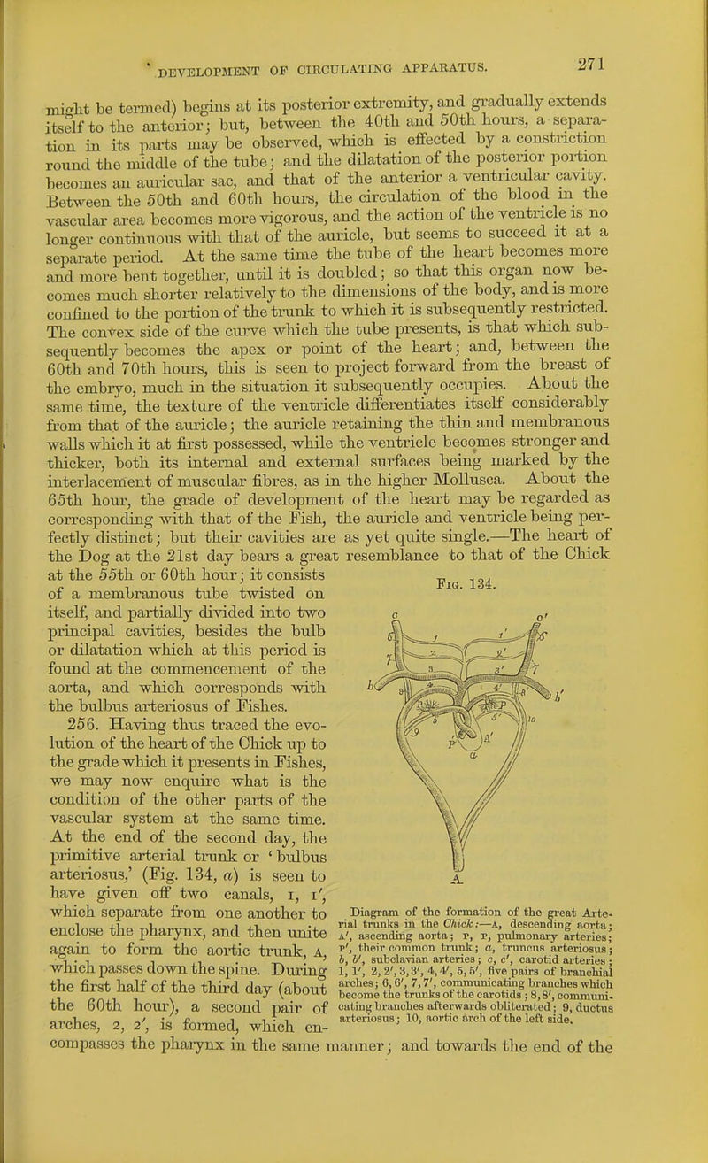 mitrlit be tei-med) begins at its posterior extremity, and gradually extends itself to the anterior; but, between the 40th and 50th hours, a separa- tion in its parts may be observed, which is effected by a constiiction round the midcUe of the tube; and the dilatation of the posterior poi-tion becomes an auricular sac, and that of the anterior a ventricular cavity. Between the 50th and 60th hours, the circulation of the blood m the vascular area becomes more vigorous, and the action of the ventricle is no longer continuous with that of the auricle, but seems to succeed it at a sepai-ate period. At the same time the tube of the heart becomes more and more bent together, until it is doubled; so that this organ now be- comes much shorter relatively to the dimensions of the body, and is more confined to the portion of the trunk to which it is subsequently restricted. The convex side of the curve which the tube presents, is that which sub- sequently becomes the apex or point of the heart; and, between the 60th and 70th hours, this is seen to project forward from the breast of the embiyo, much in the situation it subsequently occupies. Ab.out the same time, the texture of the ventricle differentiates itself considerably fi-om that of the auricle; the auricle retaining the thin and membranous walls which it at first possessed, while the ventricle becomes stronger and thicker, both its internal and external surfaces being marked by the interlacement of muscular fibres, as in the higher MoUusca. About the 65th hour, the grade of development of the heart may be regarded as corresponding with that of the Fish, the auricle and ventricle being per- fectly distinct; but their cavities are as yet quite single.—The heart of the Dog at the 21st day bears a great resemblance to that of the Chick at the 55th or 60th hour; it consists of a membranous tube twisted on itself, and partially divided into two principal cavities, besides the bulb or dilatation which at this period is foimd at the commencement of the aorta, and which corresponds with the bulbus arteriosus of Fishes. 256. Having thus traced the evo- lution of the heart of the Chick up to the grade which it presents in Fishes, we may now enquire what is the condition of the other parts of the vascular system at the same time. At the end of the second day, the primitive arterial trunk or ' bulbus arteriosus,' (Fig. 134, a) is seen to have given off two canals, i, i', which separate from one another to enclose the pharynx, and then unite again to form the aortic trunk, a, which passes down the spine. During the first half of the third day (about the 60th hour), a second pair of arches, 2, 2', is formed, which en- compasses the pharynx in the same manner; and towards the end of the Fig. 134. Diagram of the formation of the great Arte- rial trunks in the Chick:—A, descending aorta a', ascending aorta; p, p, pulmonary arteries p', their common trunk; a, truncus arteriosus h, V, subclavian arteries; c, c', carotid arteries 1, 1', 2, 2', 3,3', 4,4', 5,5', five pairs of branchial arches; 6,6', 7,7', communicating branches which become the trunks of the carotids ; 8,8', commimi- eating branches afterwards obliterated; 9, ductus arteriosus; 10, aortic arch of the left side.
