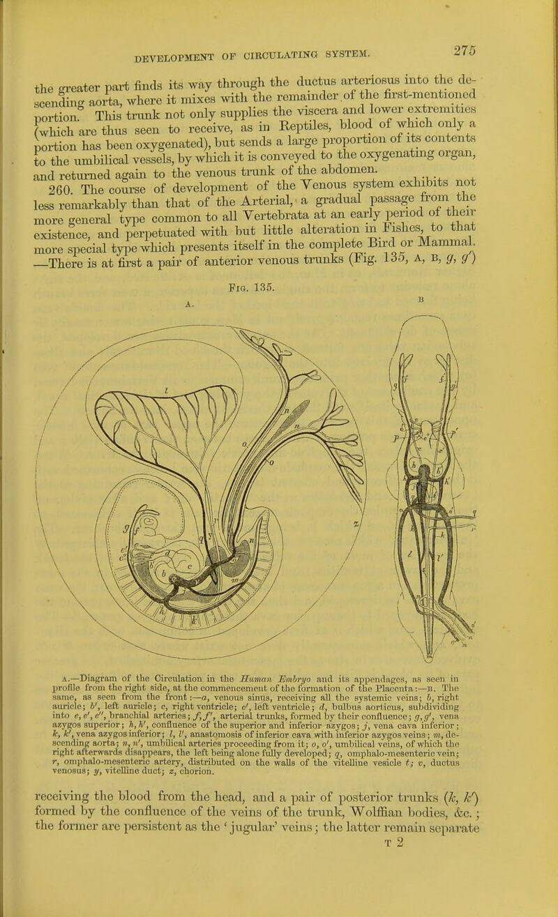the greater part finds its way through the ductus arteriosus into the de- scendincr aorta, where it mixes with the remainder of the first-mentioned portion This trunk not only supplies the viscera and lower extremities (which are thus seen to receive, as in Reptiles, blood of which only a portion has been oxygenated), but sends a large proportion of its contents to the umbilical vessels, by which it is conveyed to the oxygenating organ, and returned again to the venous trunk of the abdomen 260. The course of development of the Venous system exhibits not less remarkably than that of the Arterial, a gradual passage from the more general type common to all Yertebrata at an early period of their existence, and perpetuated with but little alteration in Fishes to that more special typewliich presents itself in the complete Bird or Mammal —There is at first a pair of anterior venous trunks (Fig. 165, A, b, g, g} Fio. 135. A.—Diagram of the Circulation in tlio Human Emhi\i/o and its api^endagos, as seen in profile from the rigbt side, at the commencement of the formation of the Placenta:—B. The same, as seen from the front:—a, venous simis, receiving all the systemic veins; h, right auricle; h', left auricle; c, right ventricle; e', left ventricle; d, bnlbus aorlinus, subdividing . - . ygos , , scending aorta; n, n', umbilical arteries proceeding from it; o, o', umbilical veins, of vi^luch the right afterwards disappears, the left being alone fully developed; q, omphaJo-Tnesenteric vein; r, omphalo-meaentenc artery, distributed on the walls of the vitelline vesicle t; v, ductus venosus; y, vitelline duct; z, chorion. receiving the blood from the head, and a pair of posterior trunks (7c, formed by the confluence of the veins of the trunk. Wolffian bodies, &c.; the former are persistent as the ' jugular' veiias; the latter remain separate T 2