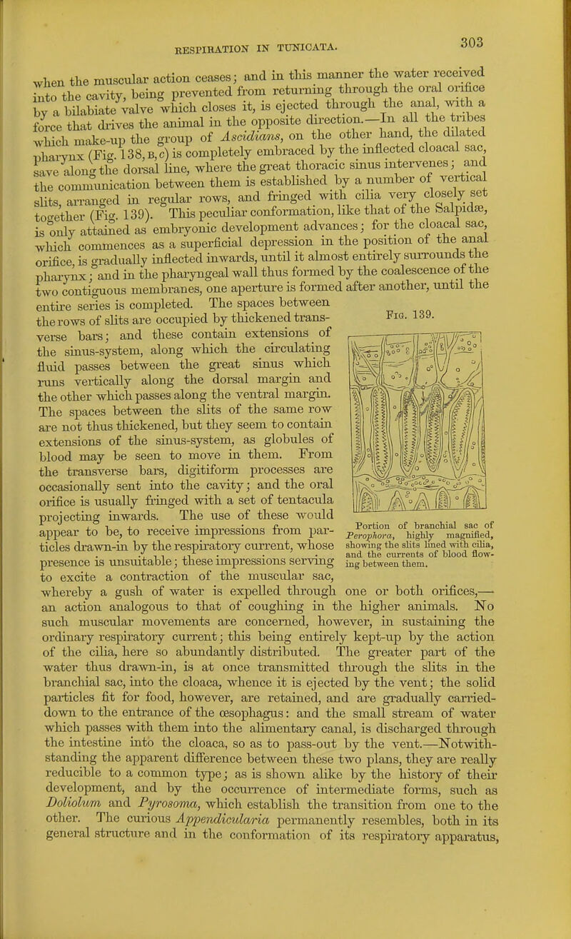 EESPIBATION IN TUNICATA. Fig. 139. when the muscular action ceases; and in tlus manner the ^v-ater received So the ca^dty, being prevented from returning through the oral oi-ihce by 1 bilabiate valve which closes it, is ejected through the anal, with a force that diives the animal in the opposite direction._In all the tribes .vLich make-up the group of Ascidians, on the other hand the di ated ^^ai-vnx (Fi-. 138,B,c) is completely embraced by the inflected cloacal sac save along the dorsal line, where the great thoracic sinus intervenes; and the comi^unication between them is estabhshed by a number of vertical slits arranged m regular rows, and fringed with ciha very closely set toc^ether (Fi<r 139). This peculiar conformation, like that of the baipidse, is only attained as embryonic development advances; for the cloacal sac wMch commences as a superficial depression m the position of the anal orifice is o-radually inflected inwards, untH it almost entirely surrounds the phai-nix;''and in the pharyngeal wall thus formed by the coalescence of the two contiguous membranes, one aperture is formed after another, until the entire series is completed. The spaces between the rows of slits are occupied by thickened trans- verse bars; and these contain extensions of the siaus-system, along which the cu-culating fluid passes between the great sinus which runs vertically along the dorsal margin and the other which passes along the ventral margia. The spaces between the slits of the same row are not thus thickened, but they seem to contain extensions of the sinus-system, as globules of blood may be seen to move in them. From the transverse bars, digitiform processes are occasionally sent into the cavity; and the oral orifice is usually fringed with a set of tentacula projecting inwards. The use of these would appear to be, to receive impressions from par- ticles drawn-ia by the respiratory current, whose presence is unsuitable; these impressions serving to excite a contraction of the muscular sac, whereby a gush of water is expelled through one or both orifices,—• an action analogous to that of coughing in the higher animals. No such muscular movements are concerned, however, in sustaining the ordinary respiratory current; this being entirely kept-up by the action of the cilia, here so abundantly distributed. The greater part of the water thus drawn-in, is at once transmitted through the slits in the branchial sac, into the cloaca, whence it is ejected by the vent; the solid particles fit for food, however, are retained, and are gradually carried- down to the entrance of the oesophagus: and the small stream of water which passes with them into the alimentary canal, is discharged through the intestine into the cloaca, so as to pass-out by the vent.—Notwith- standing the apparent difference between these two plans, they are really reducible to a common type; as is shown alike by the history of their development, and by the occurrence of intermediate forms, such as Doliolum and Pyrosoma, which establish the transition from one to the other. The curious Apioendicularia permanently resembles, both in its general structure and in the conformation of its respiratory apparatus, Portion of branchial sac of Perophora, highly magnified, showing the sUta Imed with cOia, and the ciirrents of blood flow- ing between them.