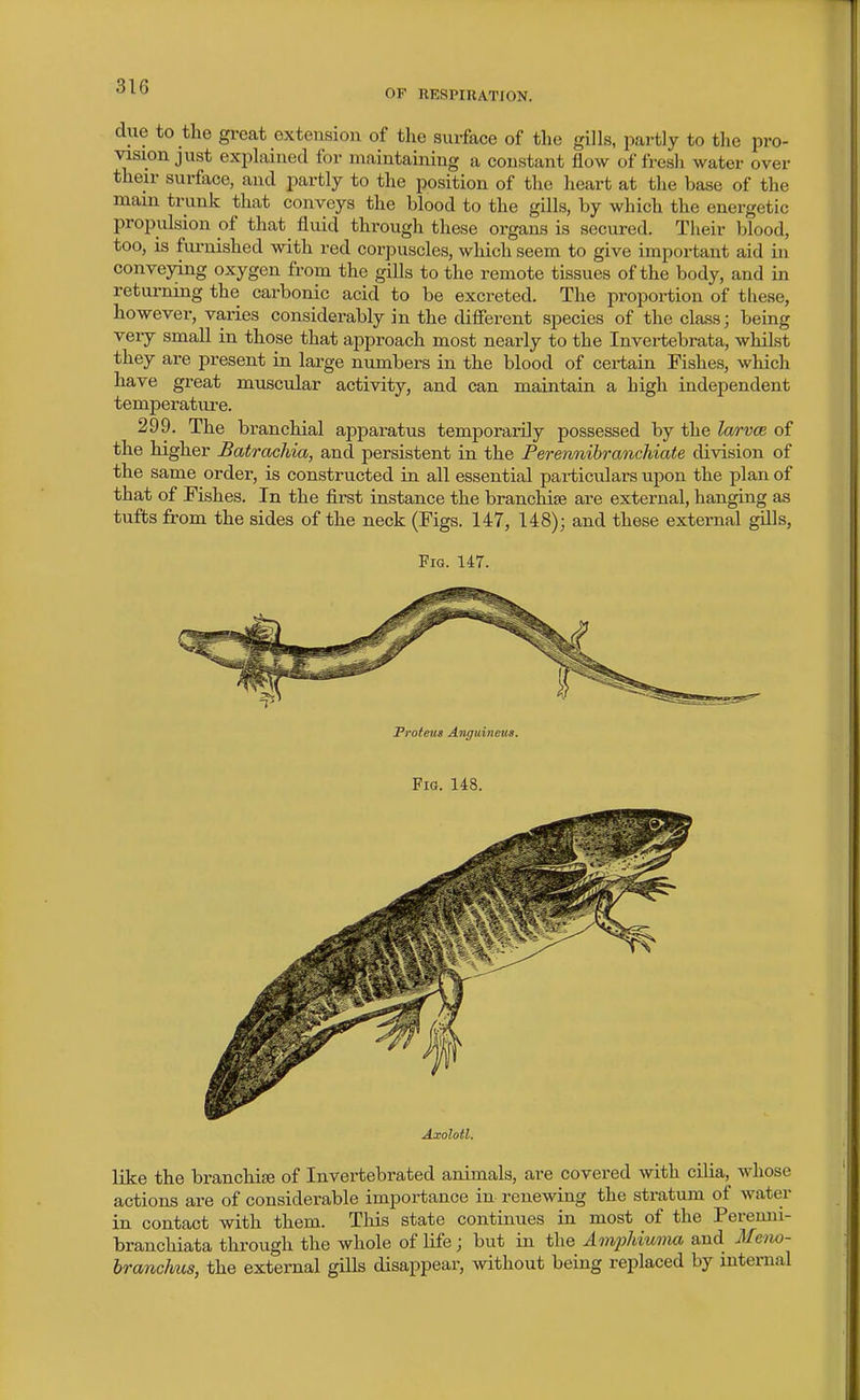 OF RESPIRATION. due to the gi-eat extension of the surface of the gills, partly to the pro- vision just explained for maintaining a constant flow of fresh water over their surface, and partly to the position of the heart at the base of the mam trunk that conveys the blood to the gills, by which the energetic propulsion of that fluid through these organs is secured. Their blood, too, is fm-nished with red corpuscles, which seem to give important aid in conveying oxygen from the gills to the remote tissues of the body, and in retm-ning the carbonic acid to be excreted. The proportion of these, however, varies considerably in the difierent species of the class; being very small in those that approach most nearly to the Invertebrata, whilst they are present in large numbers in the blood of certain Fishes, which have great muscular activity, and can maintain a high independent temperature. 299. The branchial apparatus temporarily possessed by the Imvoe, of the higher Batrachia, and persistent in the Perennihranchiate division of the same order, is constructed in all essential pai-ticvdars upon the plan of that of Fishes. In the first instance the branchiae are external, hanging as tufts from the sides of the neck (Figs. 147, 148); and these external gills. Fig. 147. Proteus Anguineus. Fig. 148. Axolotl. like the branchise of Invertebrated animals, are covered with cilia, whose actions are of considerable importance in renewing the stratum of water in contact with them. This state continues in most of the Pereuni- branchiata through the whole of life; but in the Amphiuma and Meno- brancJms, the external gills disappear, without being replaced by internal