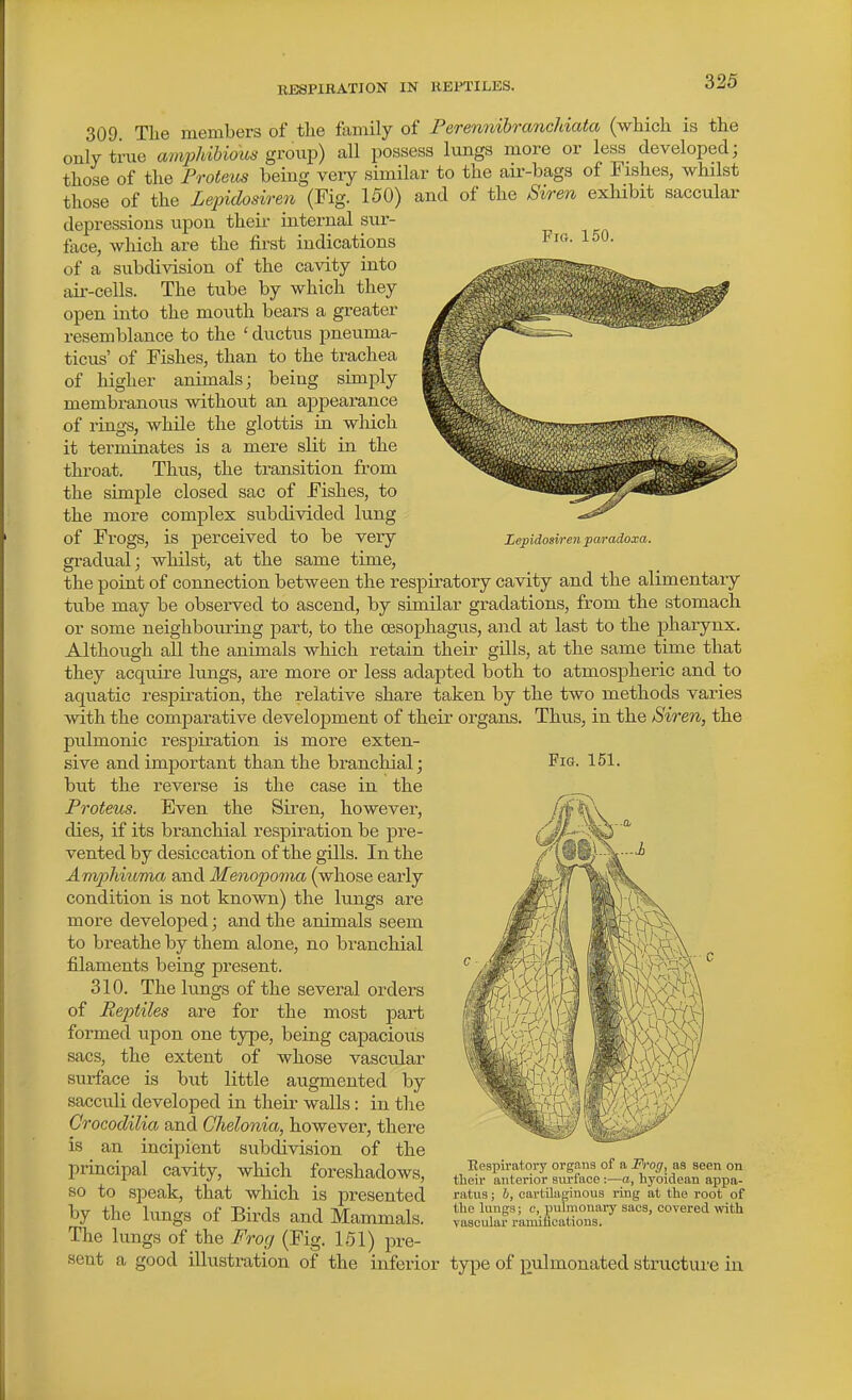 I,epidosiren pa/radoxa. 309 The members of the family of Perennibranchiata (which is the only true aviphibious group) all possess lungs more or less developed; those of the Froteus being very similar to the air-bags of Fishes, whilst those of the Lepidosiren (Fig. 150) and of the Siren exhibit saccular depressions upon their internal sur- face, which are the first indications Fto. 150. of a subdivision of the cavity into air-cells. The tube by which they open into the mouth bears a greater resemblance to the ' ductus pneuma- ticus' of Fishes, than to the trachea of higher animals; being simply membranous without an appearance of rings, while the glottis in which it terminates is a mere slit in the throat. Thus, the transition from the simple closed sac of Fishes, to the more complex subdivided lung of Frogs, is perceived to be very gi-adual; whilst, at the same time, the point of connection between the respiratory cavity and the alimentary tube may be observed to ascend, by similar gradations, from the stomach or some neighbouring part, to the oesophagus, and at last to the pharynx. Although all the animals which retain their gills, at the same time that they acquire lungs, are more or less adapted both to atmospheric and to aquatic respiration, the relative share taken by the two methods varies with the comparative development of their organs. Thus, in the Siren, the pulmonic respiration is more exten- sive and important than the branchial; but the reverse is the case in the Proteus. Even the Siren, however, dies, if its branchial respiration be pre- vented by desiccation of the gills. In the Amphiuma and Menopoma (whose early condition is not known) the lungs are more developed; and the animals seem to breathe by them alone, no branchial filaments being present. 310. The lungs of the several orders of Reptiles are for the most jDart formed upon one type, being capacious sacs, the extent of whose vascular surface is but little augmented by sacculi developed in their walls: in the Crocodilia and Chelonia, however, there is an incipient subdivision of the principal cavity, which foreshadows, so to speak, that which is presented by the lungs of Birds and Mammals. The lungs of the Frog (Fig, 151) pre- sent a good illustration of the inferior type of pulmonated structure in Fig. 151. Kespiratory organs of a Frog, as seen on their anterior surface :—a, hyoidean appa- ratus ; h, cartilasinous ring at the root of the lunga; c, pulmonaiy sacs, covered with vascular ramifications.