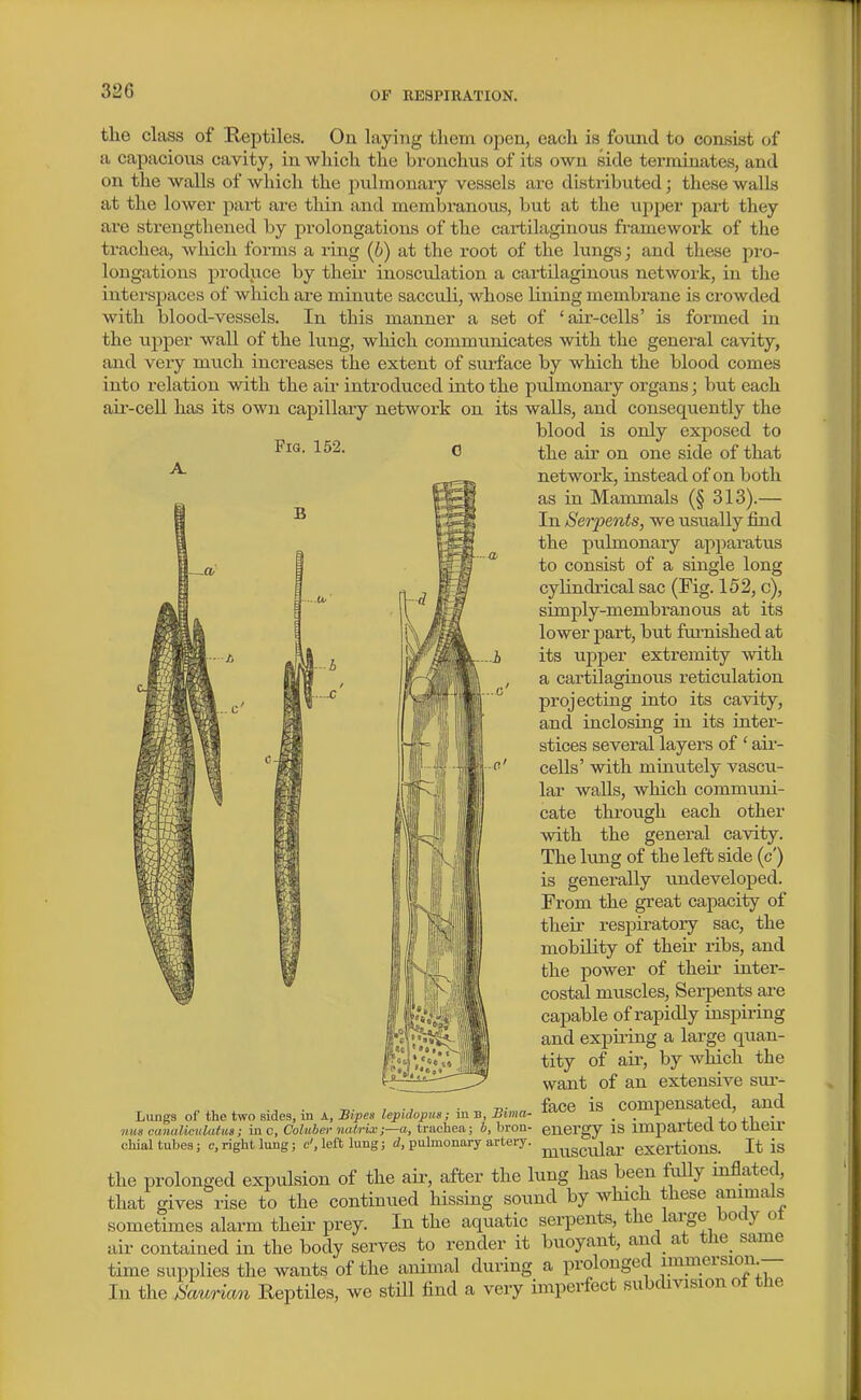 the class of Reptiles. On laying them open, each is found to consist of a capacious cavity, in which the bronchus of its own side terminates, and on the walls of which the jDvilmonaiy vessels are distributed; these walls at the lower pai-t are thin and membranous, but at the ujiper part they are strengthened by prolongations of the cartilaginous framewoi'k of the trachea, which forms a ring (h) at the root of the lungs; and these pro- longations produce by theii inosculation a cartilaginous network, in the intei'spaces of which are minute sacculi, whose lining membrane is crowded with blood-vessels. In this manner a set of 'air-cells' is formed in the upper wall of the lung, which communicates with the general cavity, and veiy mxich increases the extent of siuface by which the blood comes into relation with the air introduced into the pulmonary organs; but each air-cell has its own capillary network on its walls, and consequently the blood is only exjiosed to Fia. 152. 0 g^jj, Qjj^g gj^jg q£ thsit network, instead of on both as in Mammals (§ 313).— In Serpents, we usually find the pulmonary appai'atus to consist of a single long cylindrical sac (Fig. 152, c), simply-membranous at its lower part, but fm-nished at its upper extremity with a cartilaginous reticulation projecting into its cavity, and inclosing in its inter- stices several layers of ' air- cells' with minutely vascu- lar walls, which communi- cate through each other with the general cavity. ^Kfi The lung of the left side (c') is generally u.ndeveloped. From the great capacity of their respiratory sac, the mobility of their ribs, and the power of their inter- costal muscles. Serpents are capable of rapidly inspiring and expiring a large quan- tity of air, by which the want of an extensive sur- face is compensated, and energy is imparted to their muscular exertions. It is the prolonged expulsion of the air, after the lung has been fuUy inflated, that gives rise to the continued hissing sound by which these animals sometimes alarm their prey. In the aquatic serpents, tlie ^arge body ot air contained in the body serves to render it buoyant, and at tJie_ same time supplies the wants of the animal during a prolonged immersiom— In the Sau7ia7i Reptiles, we stHl find a very imperfect subdivision of the Liings of the two sides, in A, Bipes lepidoptis; iu b, Bima- nm canalictilatits; in c, Coluber iiatrix;—a, trachea; b, bron- chial tubes; c, right lung; c', left lung; d, pulmonary artery.