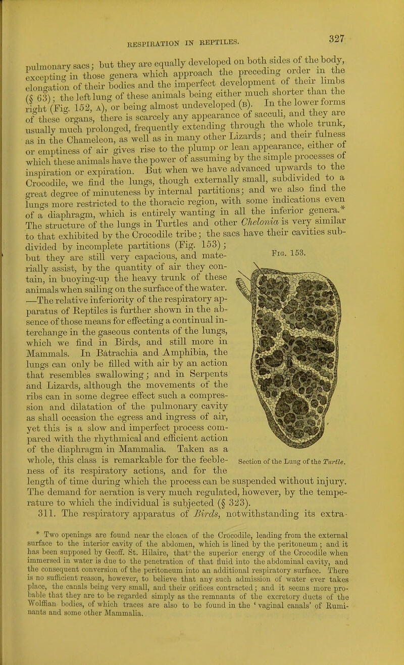 Fig. 153. pulmonary sacs; but they are equally developed on both sides of the body Sceptin/in those genera which approach the preceding oi-der m the e«ion of theii- bodies and the imperfect development of their limbs (Hi the left lung of these animals being either much shorter than the tht (F g. 152, A);or being almost undeveloped (b). In the lower forms ohhese orgaui there is scarcely any appearance of sacculi, -^1 they are usually much p^-olonged, frequently extending through the whole tiunk as in the ChaAeleonras well as in many other Lizards; and their fulness or emptiness of air gives rise to the plump or lean appearance, either of which these animals have the power of assuming by the simple processes ot inspiration or expiration. But when we have advanced upwards to the Crocodile, we find the lungs, though externally small, subdivided to a gi-eat degi-ee of minuteness by internal partitions; and we also find the luncrs more restricted to the thoracic region, with some indications even of a diaphragm, wHch is entirely wanting in all the inferior genera. The structure of the lungs in Tiu'tles and other Glielonia is very similar to that exhibited by the Crocodile tribe; the sacs have their cavities sub- divided by incomplete partitions (Fig. 153) ; but they are still very capacious, and mate- rially assist, by the quantity of air they con- tain, in buoying-up the heavy trunk of these animals when sailing on the surface of the water. —The relative inferiority of the respiratory ap- paratus of Reptiles is further shown in the ab- sence of those means for effecting a continual in- terchange in the gaseous contents of the lungs, which we find in Birds, and still more in Mammals. In Batrachia and Amphibia, the lungs can only be filled with air by an action that resembles swallowing; and in Serpents and Lizards, although the movements of the ribs can in some degree effect such a compres- sion and dilatation of the pulmonary cavity as shall occasion the egress and ingress of air, yet this is a slow and imperfect process com- pared with the rhythmical and efiicient action of the diaphragm in Mammalia. Taken as a whole, this class is remarkable for the feeble- section of the Lung of the KtrfZe. ness of its respiratory actions, and for the length of time during which the process can be susj)ended without injury. The demand for aeration is very much regulated, however, by the tempe- rature to which the individual is subjected (§ 323). 311. The respiratory apparatus of Birds, notwithstanding its extra- * Two openings are found near the cloaca of tlie Crocodile, leading from the external surface to the interior cavity of tlie abdomen, wMcli is lined by the ijeritoueum; and it has been supposed by Geoff. St. Hdaire, that the superior energy of the Crocodile when immersed in water is due to the penetration of that fluid into the abdominal cavity, and the consequent conversion of the peritoneum into an additional respiratory surface. There is no sufficient reason, however, to believe that any such admission of water ever takes place, the canals being very small, and their orifices contracted; and it seems more pro- bable that they are to be regarded simply as the remnants of the excretory ducts of the Wolffian bodies, of which traces are also to be found in the ' vaginal canals' of Rumi- nants and some other Mammalia.