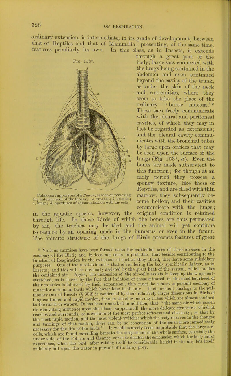 Fia. 153* ordiuary extension, is iutermeclitito, in its grade of development, between that of Reptiles and that of Mammalia; i^resenting, at the same time, features pecidiarly its own. In this class, as in Insects, it extends throiigh a great pai-t of the body; large sacs connected with the lungs being contained in the abdomen, and even continued beyond the cavity of the trunk, as imder the skin of the neck and extremities, where they seem to take the place of the ordinary ' bursas mucosae.' * These sacs freely commmiicate with the pleural and jJeritoneal cavities, of which they may in fact be regarded as extensions; and the pleural cavity commu- nicates with the bronchial kibes by large open orifices that may be seen upon the surface of the kings (Fig. 153*, d). Even the bones are made subservient to this function; for though at an early period they possess a spongy texture, like those of Reptiles, and are filled with thin marrow, they subsequently be- come hollow, and their cavities communicate with the lungs; in the aquatic species, however, the original condition is retained through life. In those Birds of which the bones are thus permeated by air, the trachea may be tied, and the animal will yet continue to respu-e by an opening made in the humerus or even in the femm-. The minute structure of the lungs of Birds presents features of gi-eat Pulmonary apparatus of a Pigeon, as seen on removing the anterior wall of the thorax;—a, trachea; b, bronchi; e, lungs; d, apertures of communication with air-cells. * Various sui-mises have been foimed as to the particular uses of these aii--sacs in the economy of the Bii-d; and it does not seem improbable, that besides contributing to the function of Eespiration by the extension of surface they aiFord, they have some subsidiaiy purposes. One of the most evident is that of rendering the body specifically lighter, as in Insects; and this will be obviously assisted by the gi-eat heat of the system, which rarifies the contained air. Again, the distension of the aii--cells assists in keeping the wings out- stretched, as is shown by the fact that inflation of those situated in the neighbourhood of theii- muscles is followed by their expansion; this must be a most important economy of muscular action, in birds which hover long in the air. Their evident analogy to the pul- monary sacs of Insects (§ 302) is confirmed by their relatively-larger dimensions in Birds of long-continued and rapid motion, than in the slow-moving tribes which are almost confined to the earth or waters. It has been remarked in addition, that the same air which exerts its renovating influence upon the blood, supports all the more delicate structures which it reaches and surrounds, as a cushion of the fiiost perfect softness and elasticity; so tliat by the most rapid motion, and the most violent twitches which the body receives in the changes and turnings of that motion, there can be no concussion of the parts more immediately necessary for the life of the birds. It would scarcely seem improbable that the large air- cells, which are found extending beneath the integument of the whole surfoce, especially the under side, of the PeUcan and Gaimet, serve to deaden the concussion which the body must experience, when the bird, after raising itself to considerable height m the air, lets itself suddenly fall upon the water in pursuit of its finny prey.