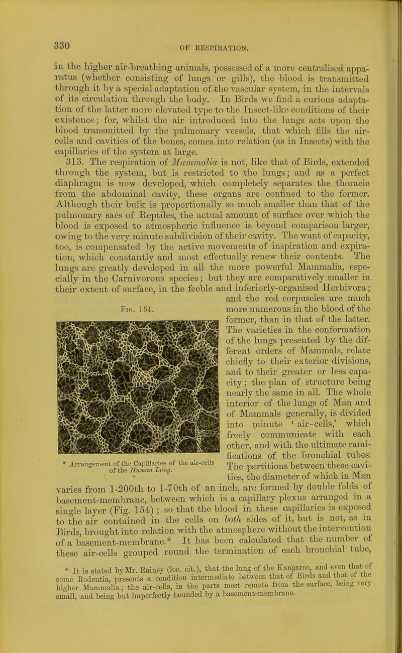 in the higher air-breathing animals, possessed of a more centralised appa- ratus (whether consisting of lungs or gills), the blood is transmitted thi-ough it by a special adaptation of the vascular system, in the Latervals of its circulation through the body. In Birds we find a curious adapta/- tion of the latter more elevated type to the Insect-liko conditions of theu existence; for, whilst the aii' introduced into the lungs acts upon the blood transmitted by the pulmonary vessels, that which fills the air- cells and cavities of the bones, comes into relation (as in Insects) with the capillaries of the system at large. 313. The respit-ation oi Mammalia is not, like that of Birds, extended through the system, but is restricted to the lungs; and as a peifect diaplu-agm is now developed, which completely separates the thoracic from the abdominal cavity, these organs are confined to the fonner. Although their bulk is proportionally so much smaller than that of the pulmonary sacs of Reptiles, the actual amount of surface over which the blood is exposed to atmospheric influence is beyond comparison larger, owing to the very minute subdivision of their cavity. The want of capacity, too, is compensated by the active movements of inspiration and expira- tion, which constantly and most elfectually renew their contents. The lungs are greatly developed in all the more powerful Mammalia, espe- cially in the Carnivorous species; but they are comparatively smaller in their extent of surface, in the feeble and inferiorly-organised Herbivora; and the red corpuscles are much Fig. 154. more nirmerous in the blood of the former, than in that of the latter. The varieties in the conformation of the lungs presented by the dif- ferent orders of Mammals, relate chiefly to their exterior divisions, and to their greater or less capa- city ; the plan of structiu'e being nearly the same in all. The whole interior of the lungs of Man and of Mammals generally, is divided into minute ' air-cells,' which freely communicate with each other, and with the ultimate rami- fications of the bronchial tubes. The partitions between these cavi- ties, the diameter of which in Man varies from l-200th to l-70th of an inch, are formed by double folds of basement-membrane, between which is a capUlary plexus arranged in a single layer (Fig. 154) ; so that the blood in these capillaries is exposed to the air contained in the cells on both sides of it, but is not, as in Birds, brought into relation with the atmosphere without the intervention of a basement-membrane.* It has been calculated that the number of these air-cells grouped round the termination of each bronchial tube, * It is stated by Mr. Rainey (loc. cit.), that the lung of the Kangaroo and even that of some Rodentia, presents a concUtion intermecUate between that ol Bu-ds and that ot tbe higher MammaUa; the air-cells, in the parts most remote from the surface, bemg Aery small, and being but impeifectly bounded by a basement-membrane. Arrangement of the Capillaries of the air-cells of the Human Lung.