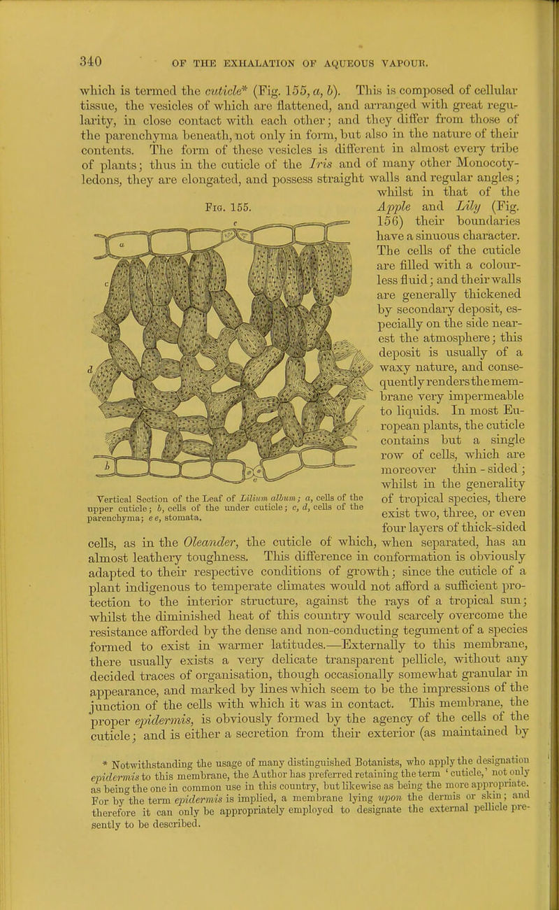 ■which is termed the cuticle* (Pig. 155, a, b). This is composed of cellular tissue, the vesicles of which are flattened, and ari-anged witli great regu- lai-ity, in close contact with each other; and they differ from those of the parenchyma beneath, not only in fonn, but also in the nature of then- contents. The form of these vesicles is different in almost eveiy tribe of plants; thus in the cuticle of the Iris and of many other Monocoty- ledons, they are elongated, and possess straight walls and regular angles; whilst in that of the Fig. 155. A2:>ple and Lily (Fig. 15G) their boundaries have a sinuous character. The cells of the cuticle are filled with a colour- less fluid; and their walls are generally thickened by secondary deposit, es- pecially on the side near- est the atmosphere; this deposit is usually of a waxy nature, and conse- quently rendersthe mem- brane very impermeable to liquids. In most Eu- ropean plants, the cuticle contains but a single row of cells, which are moreover thin - sided ; whilst in the generality of tropical species, there exist two, three, or even fom- layers of thick-sided cells, as in the Oleander, the cuticle of which, when separated, has an almost leathery toughness. This difference in conformation is obviously adapted to their respective conditions of growth; since the cuticle of a plant indigenous to temjoerate climates would not afford a sufiicient pro- tection to the interior structure, against the rays of a tropical sun; whilst the diminished heat of this country would scarcely overcome the resistance afforded by the demse and non-condiicting tegument of a species formed to exist in warmer latitudes.—Externally to this membrane, there usually exists a very delicate transparent pellicle, without any decided traces of organisation, though occasionally somewhat granular in appearance, and marked by lines which seem to be the impressions of the junction of the cells ^vith which it was in contact. This membrane, the proper ejndermis, is obviously formed by the agency of the cells of the cuticle; and is either a secretion from their exterior (as maintained by * Notwithstanding tlie usage of many distinguished Botanists, who apply the designation epidermis to this membrane, the Author has prefen-ed retaining the term ' cuticle,' not ouly as being tlie one in common use in tliis country, but likewse as being the more appropriate. For by the term ejnderniis is implied, a membrane lying ^t.pon tlie dermis or skm; and therefore it can only be appropriately employed to designate the external pelhcle pre- sently to be described. Vertical Section of the Leaf of Liliiim album; a, cells of the upper cuticle; h, cells of the under cuticle; c, d, cells of the parenchyma; ee, stomata.