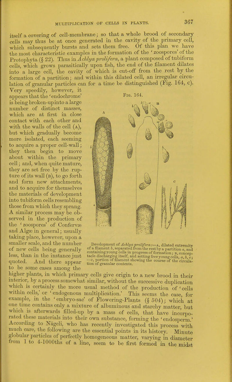 itself ca covering of cell-membrane; so that a whole brood of secondary cells may thus be at once generated in the cavity of the primary cell, which subsequently bursts and sets them free. Of this plan we have the most characteristic examples in the formation of the ' zoospores' of the Protoi^hyta (§ 22). Thus in Achlya frolifera, a plant composed of tubiform cells, which grows parasitically upon fish, the end of the filament dilates into a large cell, the cavity of which is cut-off from the rest by the formation of a partition j and within this dilated cell, an irregular circu- lation of gi-anular particles can for a time be distinguished (Fig. 164, c). Very speedily, however, it appears that the'endochrome' Picj- l^^- is being broken-upinto a large number of cHstinct masses, which are at first in close contact with each other and with the walls of the cell (a), but which gradually become more isolated, each seeming to acquire a proper cell-wall; they then begin to move about within the primary cell; and, when quite matm-e, they are set free by the rup- ture of its wall (b), to go forth and form new attachments, and to acquire for themselves the materials of development into tubiform cells resembling those from which they sprang. A similar process may be ob- served in the production of the ' zoospores' of Confervte and Algse in general; iisually taking place, however, upon a smaller scale, and the number of new cells being generally less, than in the instance just qiioted. And there appear to be some cases among the higher plants, in which primary cells give origin to a new brood in their interior, by a process somewhat similar, without the successive duplication which is certainly the more usual method of the production of ' cells within cells,' or ' endogenous multiplication.' This seems the case, for example, in the ' embryo-sac' of Flowering-Plants (§ 504); which at one time contains only a mixture of albuminous and starchy matter, but which is afterwards fiUed-up by a mass of cells, that have incorpo- rated these materials into their own substance, forming the 'endosperm ' According to Nageli, who has recently investigated this process with much care, the following are the essential points in its history. Minute globular particles of perfectly homogeneous matter, varying in diameter from 1 to 4-lOOOths of a line, seem to be first formed in the midst Development ot Achlya proUf era .-—a., dilated extremity of a filament b, separated irom the rest by a partition a, and containing young cells in progress of formation; B, concep- tacle discharging itself, and setting free yoimg cells, a,b,c- —c, portion of filament showing the course of the'circulal tion of granular contents.